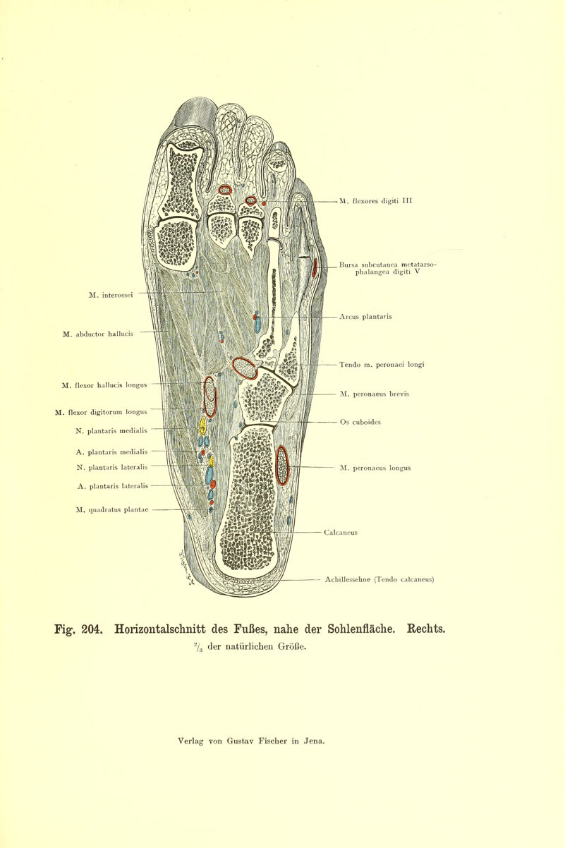 M. flexores digiti III Fig-, 204. Horizontalschnitt des Fußes, nahe der Sohlenfläche. Hechts. 7g der natürlichen Größe.