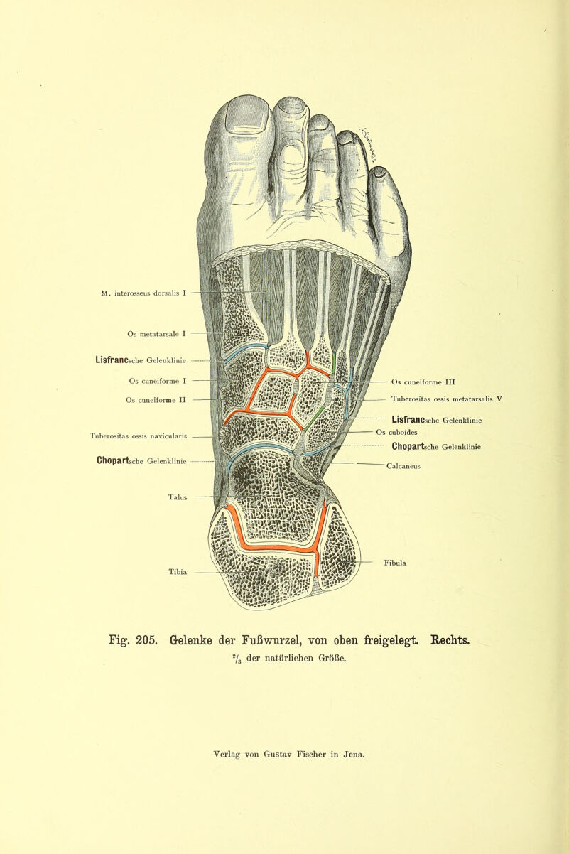 M. interosseus dorsalis I Os metatarsale I LisfranCsche Oelenklinie Os cuneiforme I Os cuneiforme II Tuberositas ossis navicularis Chopartsche Gelenklinie Talus Tibia Fig. 205. Gelenke der Fußwurzel, von oben freigelegt. Rechts. Vs der natürlichen Größe.