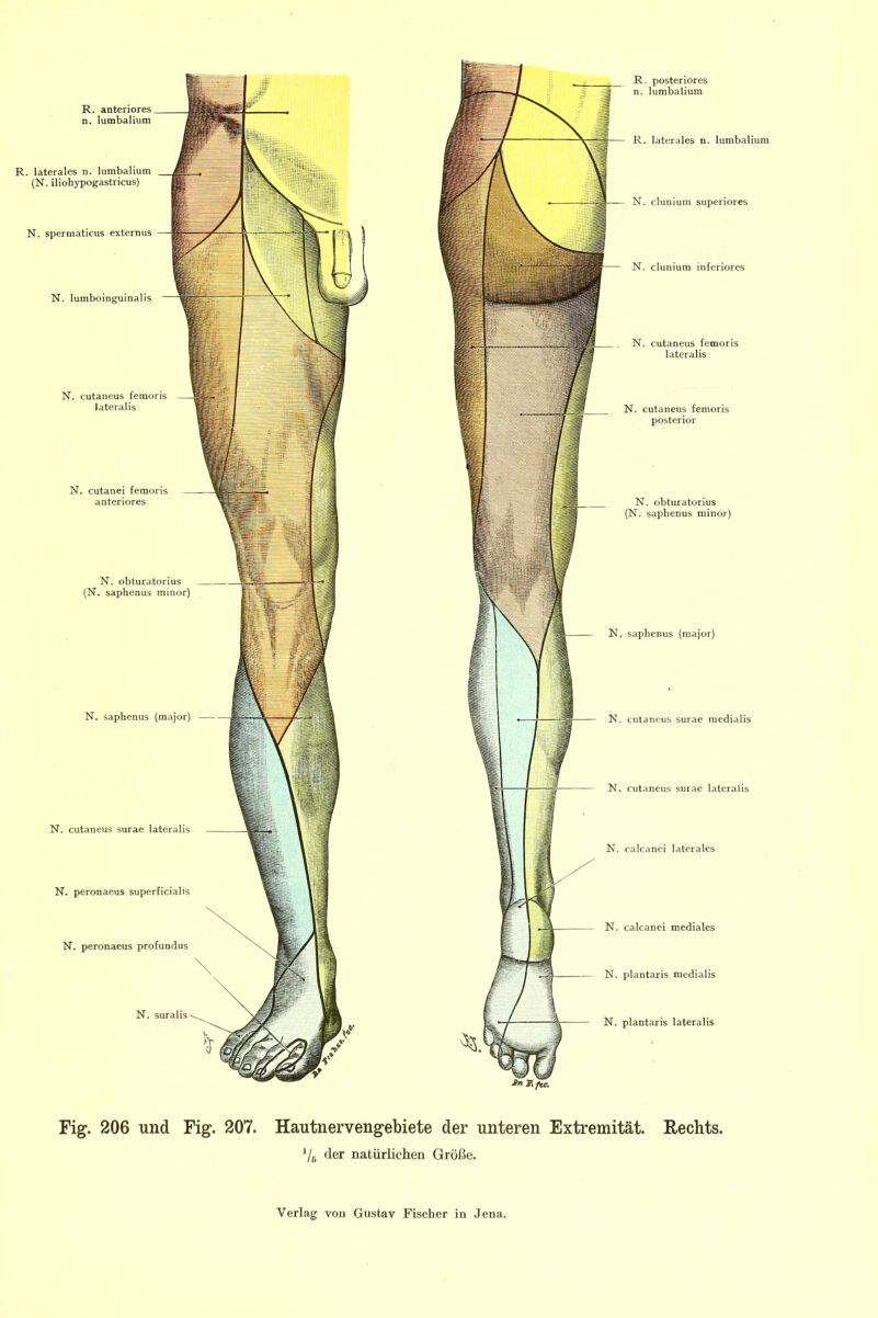 R. posteriores n. lumbalium R. laterales n. lumbalium {N. iliobypogastricus) N. sperrnaticus externus N. lumboinguinalis N. cutaneus femoris lateralis N. obturatorius (N. saphenus minor) N. saphenus (major) N. peronaeus superficialis N. peronaeus profundus N. clunium superiores N. cutaneus femoris posterior N. obturatorius (N. saphenus minor) K. saphenus (major) N. cutaneus surae lateralis N. calcanei laterales N. plantaris medialis N. plantaris lateralis Fig. 206 und Fig. 207. Hautnervengebiete der unteren Extremität. Rechts. Vs der natürlichen Größe.