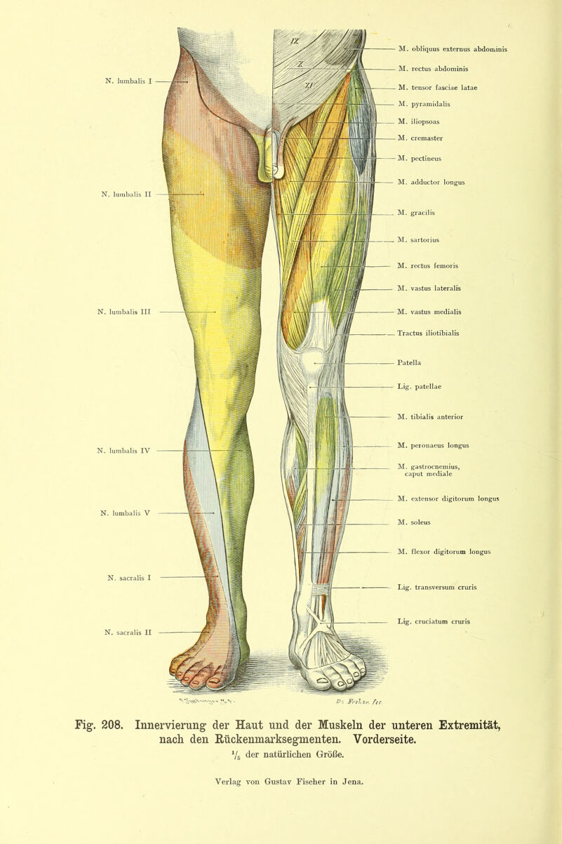 N. lumbalis I N. lumbalis II N. lumbalis III N. lumbalis IV N. lumbalis V N. sacralis I N. sacralis II M. rectus abdominis M. tensor fasciae latae M. pyramidalis M. iliopsoas M. cremaster M. pectineus M. adductor longus M. gracilis M. Sartorius M. rectus femoris M. vastus lateralis M. vastus medialis Tractus iliotibialis Patella Lig. patellae M. tibialis anterior M. peronaeus longus M. gastrocnemius, caput mediale M. extensor digitorum longus M. soleus M. flexor digitorum longus Lig. transversum cruris Lig. cruciatum cruris Fig“. 208. Innervierimg der Haut und der Muskeln der unteren Extremität, nach den ßückenmarksegmenten. Vorderseite. Vs der natürlichen Größe. y f