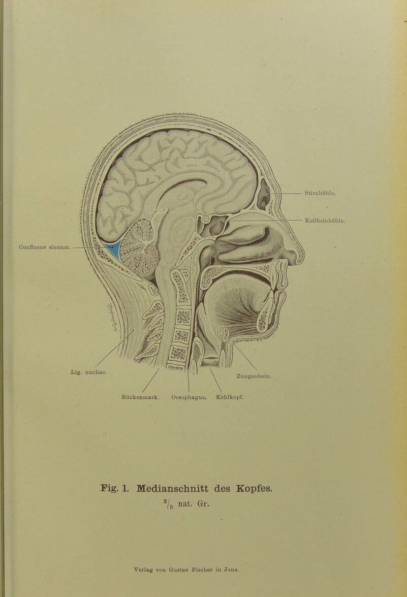 Conflueus sinuum Fig. 1. Medianschnitt des Kopfes. ^/g nat. Gr.