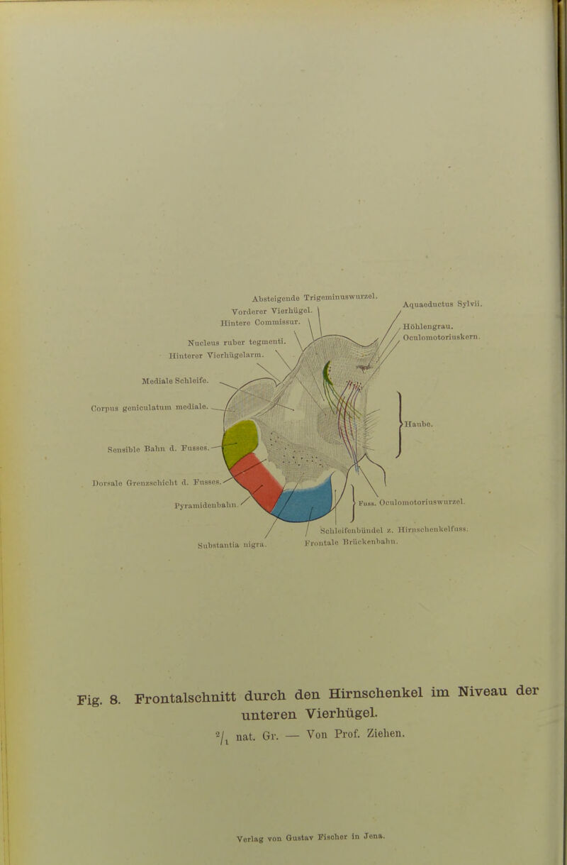 Absteigende Trigeininuswurzel. Vorderer Vierhügel. Hintere Commissur. Nucleua ruber togmonti Hinterer Viorhiigelarm Mediale Schleife. Corpus geniculatuin mediale. Sensible Bahn d. Fusses. Dorsale Gronzschicht d. Fusses Pyramideubahn Stibstantia nigra Aquaeductus Sylvii. , Höhlengrau. Oculomotoriuslccrn. ► Ifanbo. t'iisB. Oculomotoriuswnrzel. Schleifonbüudel /.. Hiniselienkelfiiss: Krontale Brückenbahn. Fig. 8. Frontalschnitt durch den Hirnschenkel im Niveau der unteren Vierhügel, nat. Gr. — Von Prof. Ziehen.