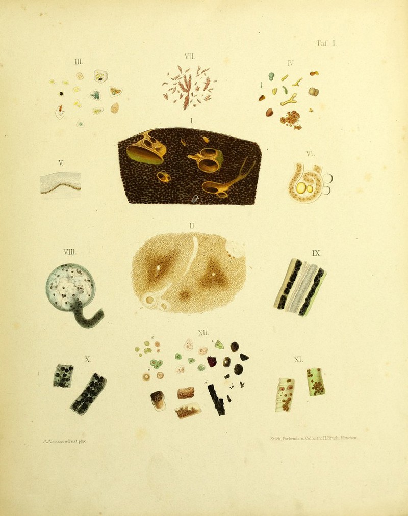 u:'VAIsmetnn ad Tiat pinx Stich., Tafbenclr. u. Colorit v. HJBrurli, ^rimdien.