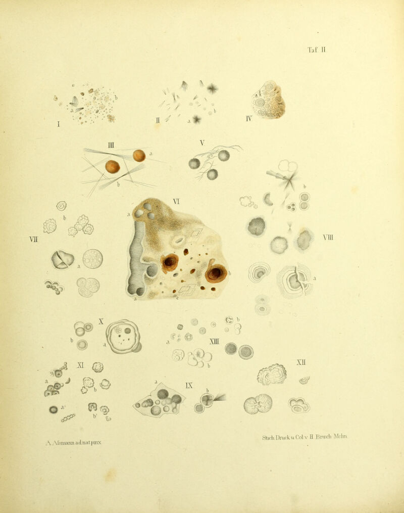 A.^Msniarai adnatpmx