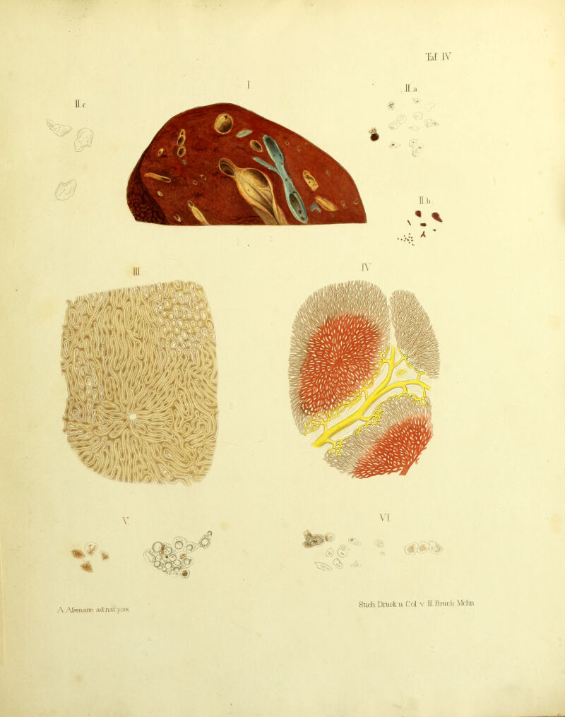 litF IV A^-Msmarm adnat pinx Stich Dmcku Col v K.Bnrdi Mdui