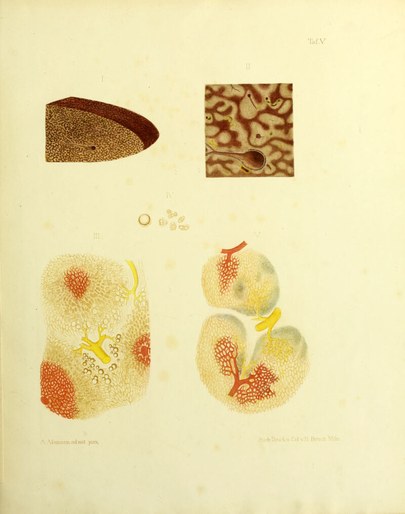 Taf.V 1 • . \[.smaTiii; \d n'fit jiuix n ,'^'tirltDnirku Col vH Bn.ich Mjln