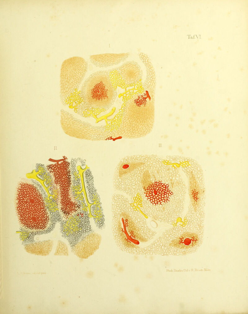 Taf'.M I W^^m: StichDruckii Col V H BrLioh Mcim .;.p;i=> p