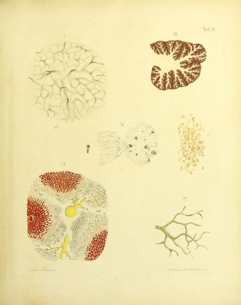 n ihfX ^ Afsi.’.a’inHiinnl.fiTix. SljcluDruok u Col V H Bruch v,.,.