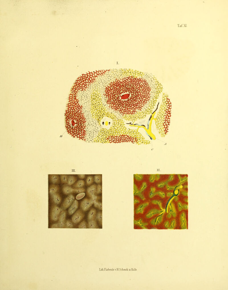 TatLM. litlLTarliendi.TlI.SdimekiivTiiJlc.