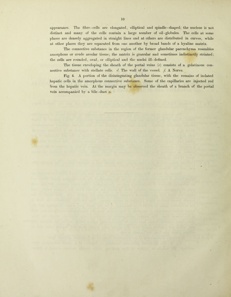 appearance. The fibre-cells ai’e elongated, elliptical and spindle-shaped; the nucleus is not distinct and many of the cells contain a large number of oil - globules. The cells at some places are densely aggregated in straight lines and at others are distributed in curves, while at other places tliey are separated from one another by broad bands of a hyaline matrix. The connective substance in the region of the former glandular parenchyma resembles amorphous or crude areolar tissue; the matrix is granular and sometimes indistinctly striated; the cells are rounded, oval, or elliptical and the nuclei ill - defined. The tissue enveloping the sheath of the portal veins (e) consists of a gelatinous con- nective substance with stellate cells. J. The wall of the vessel. /. A Nerve. Fig. 4. A portion of the disintegi-ating glandular tissue, with the remains of isolated hepatic cells in the amorphous connective substance. Some of the capillaries are injected red from the hepatic vein. At the margin may be observed the sheath of a branch of the portal •9^ein accompanied by a bile-duct a.