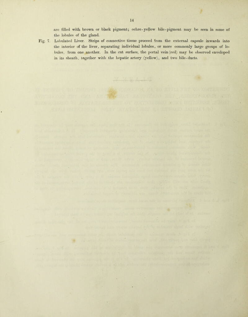 are filled with brown or black pigment; ochre-yellow bile-pigment may be seen in some of the lobules of the gland. Fig. 7. Lobulated Liver. Strips of conuective tissue proceed from the external capsule inwards into the interior of the liver, separating individual lobules, or more commonly large gi-oups of lo- bules , from one another. In the cut sm'face, the portal vein (red) may be observed enveloped in its sheath, together with the hepatic artery (yellow), and two bile-ducts.
