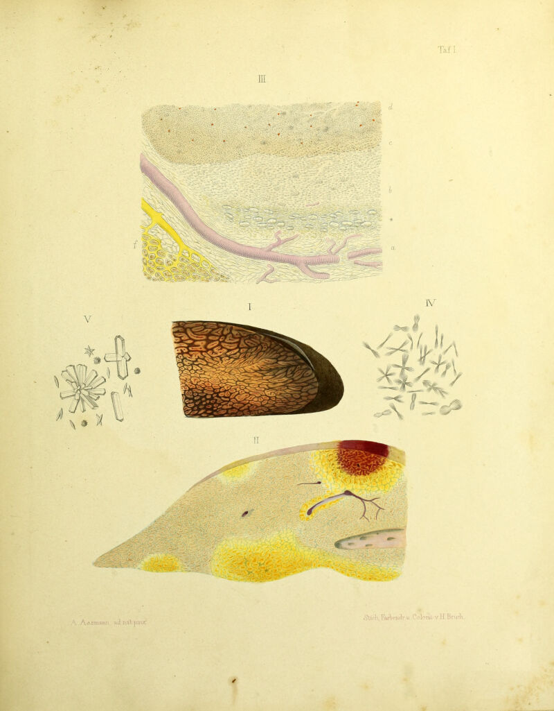 Taf I. A Assinanji ainal:pinx i'?licli,Fai^enrlrii Colnm. v H.Bnicli. ! ✓ J ■n <4 4^ ♦ •