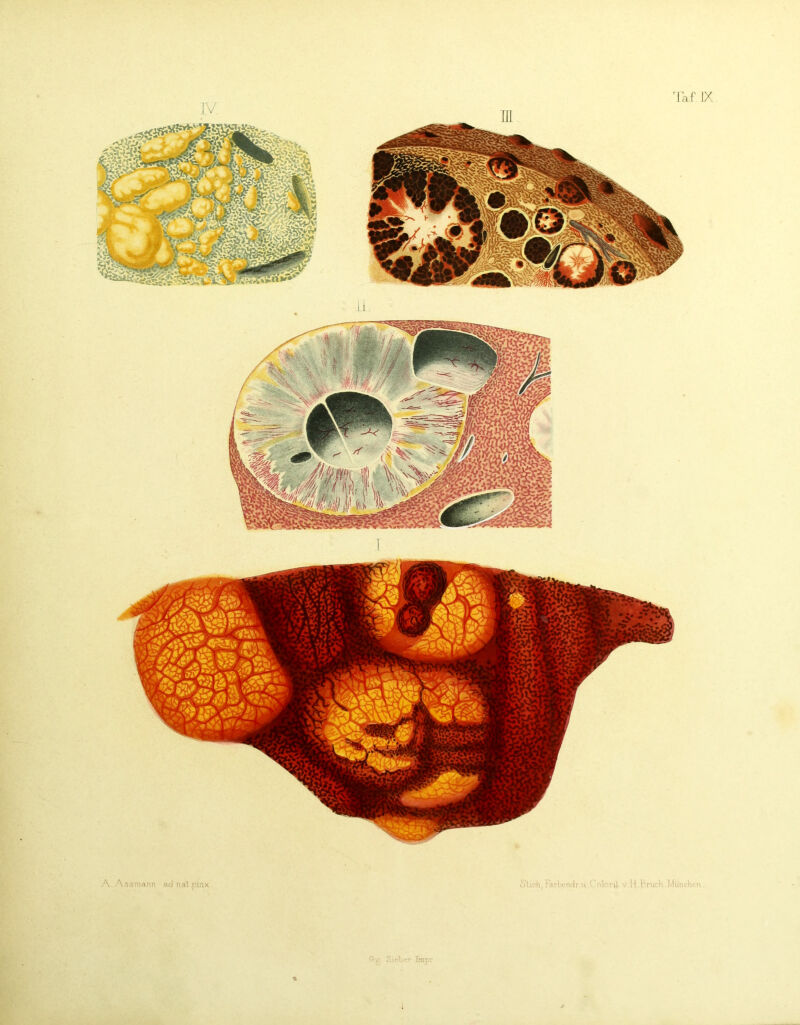 Taf IX. a->; ImjlT « A.A.ssma,nn acjnal.pinx. S’lk:h, Farbcndr.u ' olnril v.lt.i'Viich.Miinrnon .