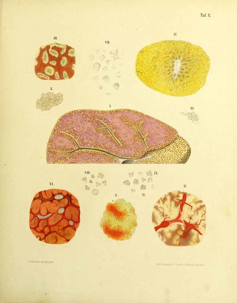 or A ATsmaim ad nat. pirtx. SficK.Farljendr u. Colorit v. H. Bruch. JVEinchen vm