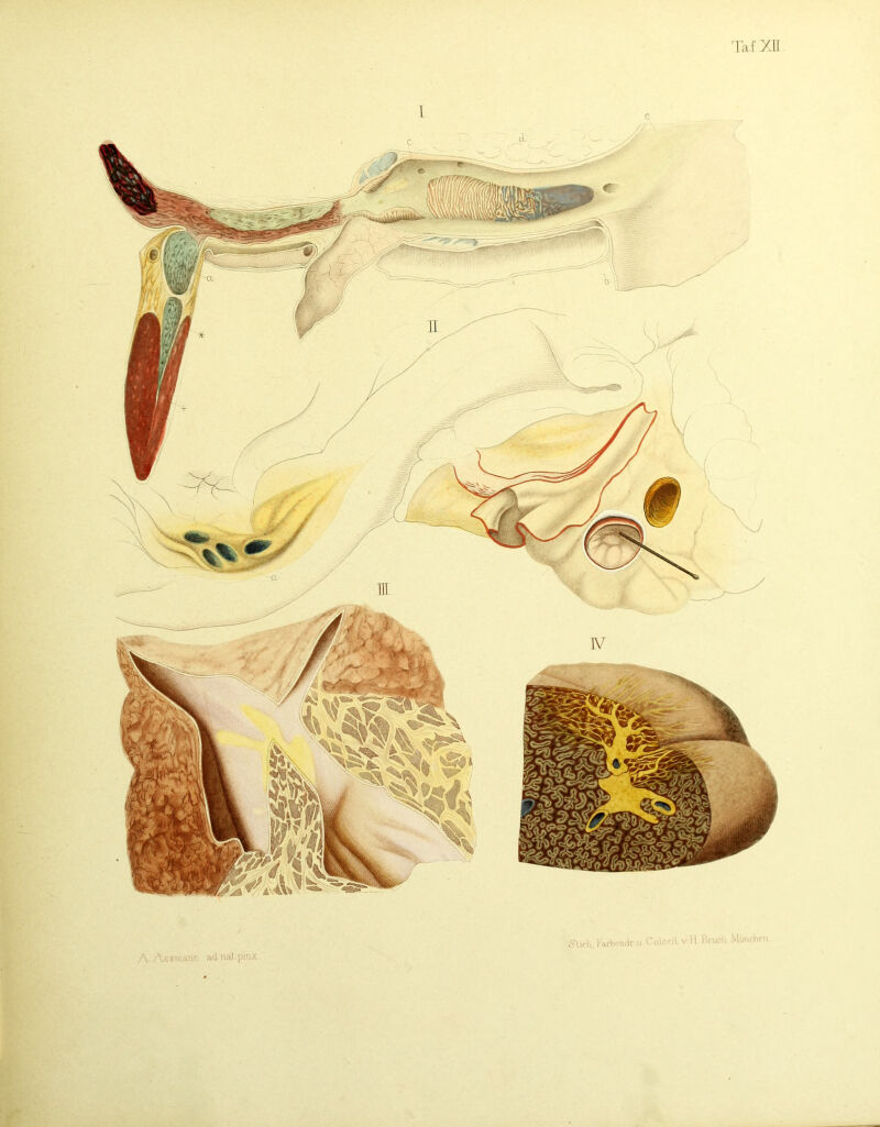 TafyJl A Assmann ad nal.pinx. £!l,rlj'arbr-ndru OolorilvH Bruch Munchcn