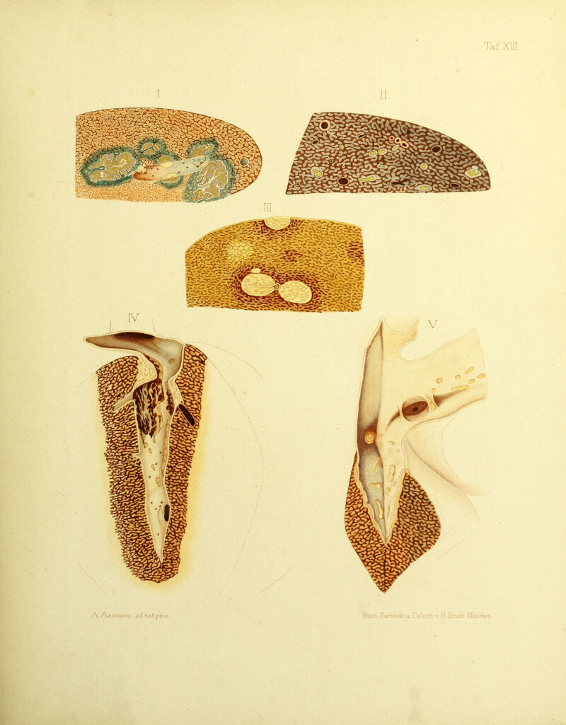 Taf Xm -A.. Assmaiin . ad naV.pinx . Slicli, Fartendr.u .Coloril v. H Bruch. Muncheu.