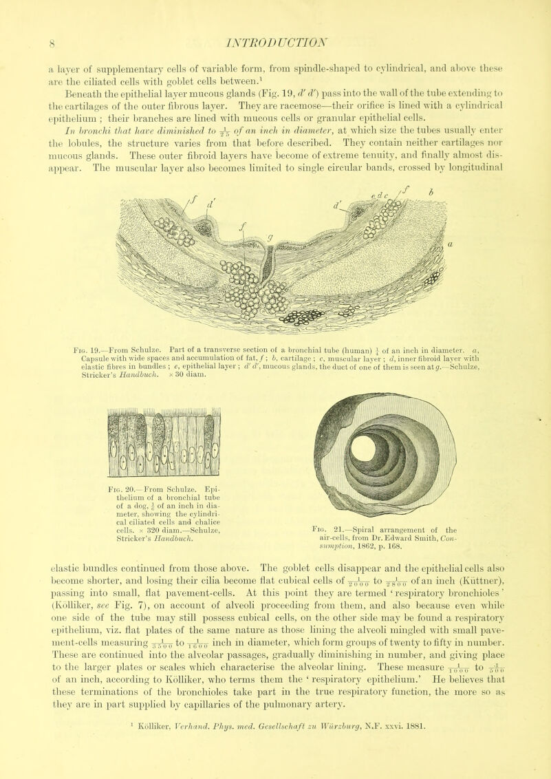 a layer of supplementary cells of variable form, from spindle-shaped to cylindrical, and above these are the ciliated cells with goblet cells betweend Beneath the epithelial layer mucous glands (Fig. 19, d'd') pass into the wall of the tube extending to the cartilages of the outer fibrous layer. They are racemose—their orifice is Imed with a cylindrical epithelium ; their branches are lined with mucous cells or granular epithelial cells. In hronchi that have diminished to of an inch in diameter, at which size the tubes usually enter the lobules, the structure varies from that before described. They contain neither cartilages nor mucous glands. These outer fibroid layers have become of extreme tenuity, and finally almost dis- ap[)ear. The muscular layer also becomes limited to single circular bands, crossed by longitudinal Fig. 19.—From Schulze. Part of a transverse section of a bronchial tube (human) j of an inch in diameter, a, Capsule with wide spaces and accumulation of fat, / ; b, cartilage ; c, muscular layer ; d, inner fibroid layer with elastic fibres in bundles ; e, epithelial layer ; d'd', mucous glands, the duct of one of them is seen at g.—Schulze, Strieker’s Handbuch. x 30 diam. Fig. 20.— From Schulze. Epi- thelium of a bronchial tube of a dog, I of an inch in dia- meter, showing the cylindri- cal ciliated cells and chalice cells. X 320 diam.—Schulze, Strieker’s Handbuch. Fig. 21.—Spiral arrangement of the air-cells, from Dr. Edward Smith, Con- sumption, 1862, p. 168. elastic Inindles continued from those above. The goblet cells disapiiear and the epithelial cells also become shorter, and losing their cilia become flat cubical cells of -g-jjVo to ts oir of an inch (Kiittner), passing into small, flat pavement-cells. At this point they are termed ‘ res2)iratory bronchioles' (Kolliker, sec Fig. 7), on account of alveoli proceeding from them, and also because even while one side of the tube may still possess cubical cells, on the other side may be found a respiratory epithelium, viz. flat plates of the same nature as those lining the alveoli mingled with small pave- ment-cells measuring to tgVf tifch in diameter, which form groups of twenty to fifty in number. 'I’hese are continued into the alveolar passages, gradually diminishing in number, and giving place to the larger plates or scales which characterise the alveolar lining. These measure xoW to -5^ of an inch, according to Kolliker, who terms them the ‘ respiratory epithelium.’ He believes that these terminations of the bronchioles take part in the true respiratory function, the more so as they are in part supplied by capillaries of the pulmonary artery. ' Kolliker, Verhand. Plujs. mcd. Gcsellschaft nu Wiirzhurg, N.F. xxvi. 1881.