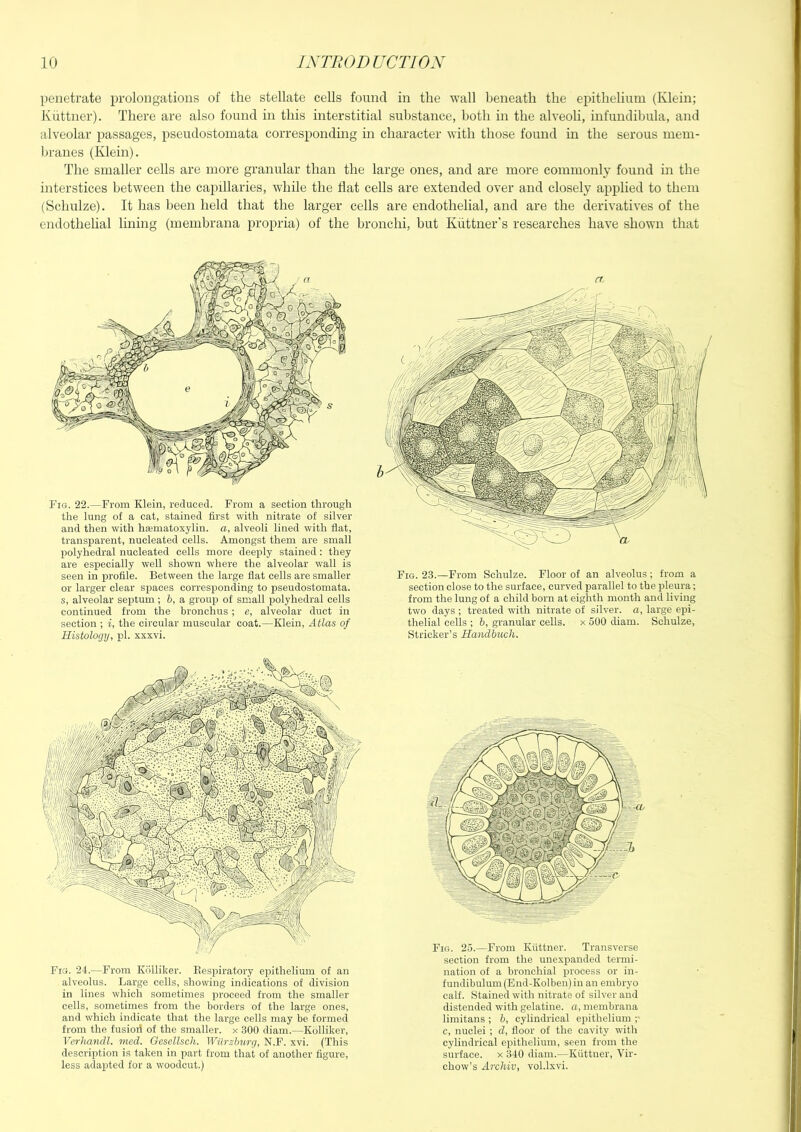 penetrate prolongations of the stellate cells found in the wall beneath the epithehum (Klein; Kuttner). There are also found in this interstitial substance, both in the alveoli, infundibula, and alveolar passages, pseudostomata corresponding in character with those found in the serous mem- branes (Klein). The smaller cells are more granular than the large ones, and are more commonly found m the interstices between the capillaries, while the flat cells are extended over and closely applied to them (Schulze). It has been held that the larger cells are endothelial, and are the derivatives of the endothelial lining (membrana propria) of the bronchi, but Kiittner’s researches have shown that Fig. 22.—From Klein, reduced. From a section through the lung of a cat, stained first with nitrate of silver and then with hematoxylin, a, alveoli lined with fiat, transparent, nucleated cells. Amongst them are small polyhedral nucleated cells more deeply stained: they are especially well shown where the alveolar wall is seen in profile. Between the large flat cells are smaller or larger clear spaces corresponding to pseudostomata, s, alveolar septum; b, a group of small polyhedral cells continued from the bronchus; e, alveolar duct in section ; i, the circular muscular coat.—Klein, Atlas of Histology, pi. xxxvi. Fig. 25.—From Kuttner. Transverse section from the unexpanded termi- nation of a bronchial process or in- fundibulum (End-Kolben) in an embryo calf. Stained with nitrate of silver and distended with gelatine, a, membrana limitans ; b, cylindrical epithelium ;■ c, nuclei ; d, floor of the cavity with cylindrical epithelium, seen from the surface, x 340 diam.—Kuttner, Vir- chow’s Archiv, vol.lxvi. Fig. 23.—From Schulze. Floor of an alveolus; from a section close to the surface, curved parallel to the pleura; from the lung of a child born at eighth month and living two days ; treated with nitrate of silver, a, large epi- thelial cells ; b, granular cells, x 500 diam. Schulze, Strieker’s Handbuch. Fig. 24.—From Kolliker. Eespiratory epithelium of an alveolus. Large cells, showing indications of division in lines which sometimes proceed from the smaller cells, sometimes from the borders of the large ones, and which indicate that the large cells may be formed from the fusion of the smaller, x 300 diam.—Kolliker, Verhandl. nicd. Gescllsch. Wilrzburg, N.F. xvi. (This description is taken in part from that of another figure, less adapted for a woodcut.)