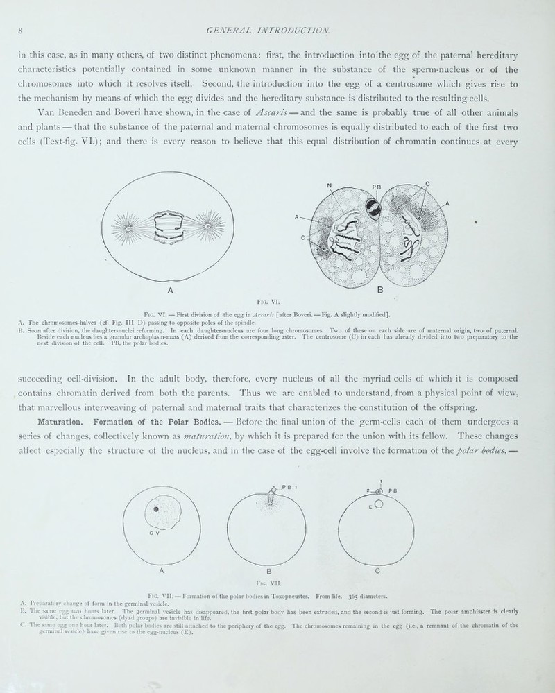 in this case, as in many others, of two distinct phenomena: first, the introduction into'the egg of the paternal hereditary characteristics potentially contained in some unknown manner in the substance of the sperm-nucleus or of the chromosomes into which it resolves itself. Second, the introduction into the egg of a centrosome which gives rise to the mechanism by means of which the egg divides and the hereditary substance is distributed to the resulting cells. Van Beneden and Boveri have shown, in the case of Ascaris — and the same is probably true of all other animals and plants — that the substance of the paternal and maternal chromosomes is equally distributed to each of the first two cells (Text-fig. VI.); and there is every reason to believe that this equal distribution of chromatin continues at every Fig. VI. Fig. VT. — First division of the egg in Arcaris [after Boveri. — Fig. A slightly modified]. A. The chromosomes-halves (cf. Fig. III. D) passing to opposite poles of the spindle. B. Soon after division, the daughter-nuclei reforming. In each daughter-nucleus are four long chromosomes. Two of these on each side are of maternal origin, two of paternal. Beside each nucleus lies a granular archoplasm-mass (A) derived from the corresponding aster. The centrosome (C) in each has already divided into two preparatory to the next division of the cell. PB, the polar bodies. succeeding cell-division. In the adult body, therefore, every nucleus of all the myriad cells of which it is composed contains chromatin derived from both the parents. Thus we are enabled to understand, from a physical point of view, that marvellous interweaving of paternal and maternal traits that characterizes the constitution of the offspring. Maturation. Formation of the Polar Bodies. — Before the final union of the germ-cells each of them undergoes a series of changes, collectively known as maturation, by which it is prepared for the union with its fellow. These changes affect especially the structure of the nucleus, and in the case of the egg-cell involve the formation of the polar bodies,— i Fig. VII. — Formation of the polar bodies in Toxopneustes. From life. 365 diameters. A. Preparatory change of form in the germinal vesicle. B. 1 he same egg two hours later. The germinal vesicle has disappeared, the first polar body has been extruded, and the second is just forming. The polar amphiaster is clearly visible, but the chromosomes (dyad groups) are invisible in life. C. The same egg one hour later. Both polar bodies are still attached to the periphery of the egg. The chromosomes remaining in the egg (i.e., a remnant of the chromatin of the germinal vesicle) have given rise to the egg-nucleus (E).