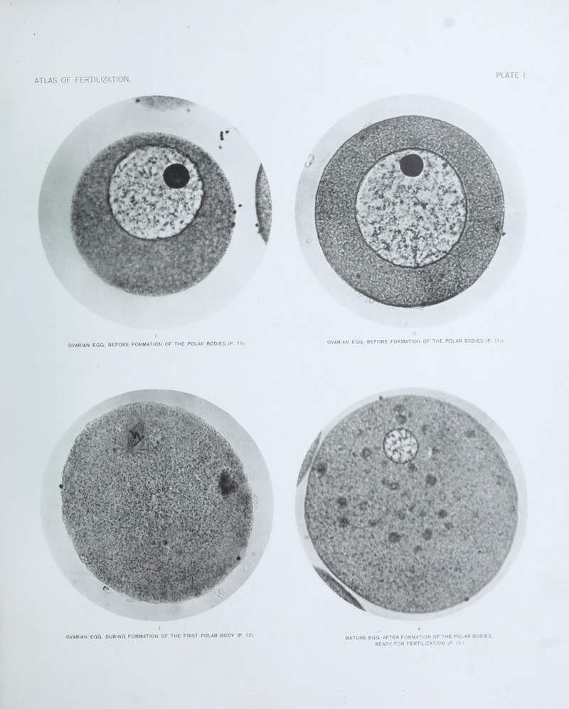 i. OVARIAN EGG, BEFORE FORMATION OF THE POLAR BODIES (P. 11). 2. OVARIAN EGG. BEFORE FORMATION OF THE POLAR BODIES (P. 11.) 3. OVARIAN EGG, DURING FORMATION OF THE FIRST POLAR BODY (P. 12). 4 MATURE EGG, AFTER FORMATION OF THE POLAR BODIES. READY FOR FERTILIZATION (P 12)