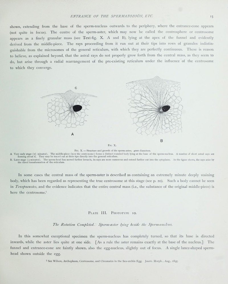 shown, extending from the base of the sperm-nucleus outwards to the periphery, where the entrance-cone appears (not quite in focus). The centre of the sperm-aster, which may now be called the centrosphere or centrosome appears as a finely granular mass (see Text-fig. X. A and B), lying at the apex of the funnel and evidently derived from the middle-piece. The rays proceeding from it run out at their tips into rows of granules indistin- guishable from the microsomes of the general reticulum, with which they are perfectly continuous. These is reason to believe, as explained beyond, that the astral rays do not properly grow forth from the central mass, as they seem to do, but arise through a radial rearrangement of the pre-existing reticulum under the influence of the centrosome to which they converge. Fig. X. Fig. X. — Structure and growth of the sperm-aster; 4000 diameters. A Very early stage (ij minutes). The middle-piece (now the centrosome) forms a distinct rounded body lying at the base of the sperm-nucleus. A number of short astral rays are forming about it. They may be traced out at their tips directly into the general reticulum. B. Later stage (3 minutes). The sperm-head has moved further inwards, its rays are more numerous and extend further out into the cytoplasm. As the figure shows, the rays arise by the direct transformation of the reticulum. In some cases the central mass of the sperm-aster is described as containing an extremely minute deeply staining body, which has been regarded as representing the true centrosome at this stage (see p. 20). Such a body cannot be seen in Toxopneustcs, and the evidence indicates that the entire central mass (i.e., the substance of the original middle-piece) is here the centrosome.1 Plate III. Phototype 10. The Rotation Completed. Sperm-aster lying beside the Sperm-nucleus. In this somewhat exceptional specimen the sperm-nucleus has completely turned, so that its base is directed inwards, while the aster lies quite at one side. [As a rule the aster remains exactly at the base of the nucleus.] The funnel and entrance-cone are faintly shown, also the egg-nucleus, slightly out of focus. A single lance-shaped sperm- head shown outside the egg. 1 See Wilson, Archoplasm, Centrosome, and Chromatin in the Sea-urchin Egg. Journ. Morph., Aug., 1895