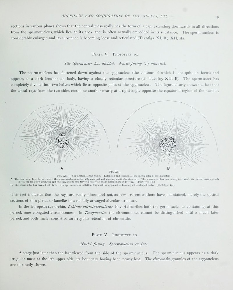 sections in various planes shows that the central mass really has the form of a cap, extending downwards in all directions from the sperm-nucleus, which lies at its apex, and is often actually embedded in its substance. The sperm-nucleus is considerably enlarged and its substance is becoming loose and reticulated (Text-figs. XI. B ; XII. A). Plate V. Phototype 19. The Sperm-aster has divided. Nuclei fusing (13 minutes). The sperm-nucleus has flattened down against the egg-nucleus (the contour of which is not quite in focus), and appears as a dark lens-shaped body, having a closely reticular structure (cf. Text-fig. XII. B). The sperm-aster has completely divided into two halves which lie at opposite poles of the egg-nucleus. The figure clearly shows the fact that the astral rays from the two sides cross one another nearly at a right angle opposite the equatorial region of the nucleus. Fig. XII. — Conjugation of the nuclei. Extension and division of the sperm-aster (1000 diameters). A. The two nuclei here lie in contact, the sperm-nucleus considerably enlarged and showing a reticular structure. The sperm-aster has enormously increased; its central mass extends like a cap far down upon the egg-nucleus, and its rays traverse nearly an entire hemisphere of the egg. (Phototype 18.) B. The sperm-aster has divided into two. The sperm-nucleus is flattened against the egg-nucleus forming a lens-shaped body. (Phototype 19.) This fact indicates that the rays are really fibres, and not, as some recent authors have maintained, merely the optical sections of thin plates or lamellae in a radially arranged alveolar structure. In the European sea-urchin, Echinus micro tuberculatus, Boveri describes both the germ-nuclei as containing, at this period, nine elongated chromosomes. In Toxopneustcs, the chromosomes cannot be distinguished until a much later period, and both nuclei consist of an irregular reticulum of chromatin. Plate V. Phototype 20. Nuclei fusing. Sperm-nucleus cn face. A stage just later than the last viewed from the side of the sperm-nucleus. The sperm-nucleus appears as a dark irregular mass at the left upper side, its boundary having been nearly lost. The chromatin-granules of the egg-nucleus are distinctly shown.