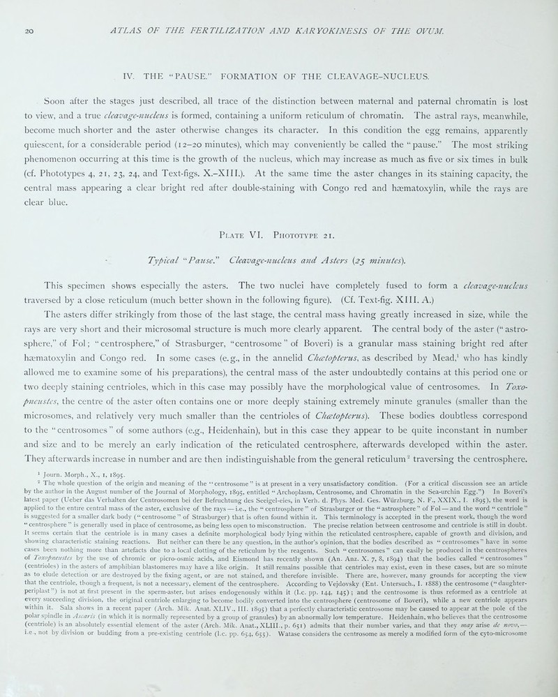 IV. THE “PAUSE.” FORMATION OF THE CLEAVAGE-NUCLEUS. Soon after the stages just described, all trace of the distinction between maternal and paternal chromatin is lost to view, and a true cleavage-nucleus is formed, containing a uniform reticulum of chromatin. The astral rays, meanwhile, become much shorter and the aster otherwise changes its character. In this condition the egg remains, apparently quiescent, for a considerable period (12-20 minutes), which may conveniently be called the “pause.” The most striking phenomenon occurring at this time is the growth of the nucleus, which may increase as much as five or six times in bulk (cf. Phototypes 4, 21, 23, 24, and Text-figs. X.-XIII.). At the same time the aster changes in its staining capacity, the central mass appearing a clear bright red after double-staining with Congo red and haematoxylin, while the rays are clear blue. Plate VI. Phototype 21. Typical “Pause.” Cleav age-mic letcs and Asters (25 minutes). This specimen shows especially the asters. The two nuclei have completely fused to form a cleavage-nucleus traversed by a close reticulum (much better shown in the following figure). (Cf. Text-fig. XIII. A.) The asters differ strikingly from those of the last stage, the central mass having greatly increased in size, while the rays are very short and their microsomal structure is much more clearly apparent. The central body of the aster (“ astro- sphere,” of Fol; “ centrosphere,” of Strasburger, “centrosome ” of Boveri) is a granular mass staining bright red after haematoxylin and Congo red. In some cases (e. g., in the annelid Chcetopterus, as described by Mead,1 who has kindly allowed me to examine some of his preparations), the central mass of the aster undoubtedly contains at this period one or two deeply staining centrioles, which in this case may possibly have the morphological value of centrosomes. In Toxo- pneustes, the centre of the aster often contains one or more deeply staining extremely minute granules (smaller than the microsomes, and relatively very much smaller than the centrioles of Chcetopterus). These bodies doubtless correspond to the “centrosomes” of some authors (e.g., Heidenhain), but in this case they appear to be quite inconstant in number and size and to be merely an early indication of the reticulated centrosphere, afterwards developed within the aster. They afterwards increase in number and are then indistinguishable from the general reticulum2 traversing the centrosphere. 1 Journ. Morph., X., i, 1895. 2 The whole question of the origin and meaning of the “centrosome” is at present in a very unsatisfactory condition. (For a critical discussion see an article by the author in the August number of the Journal of Morphology, 1895, entitled “Archoplasm, Centrosome, and Chromatin in the Sea-urchin Egg.”) In Boveri's latest paper (Ueber das Verhalten der Centrosomen bei der Befruchtung des Seeigel-eies, in Verb. d. Phys. Med. Ges. Wurzburg. N. F., XXIX., I. 1895), the word is applied to the entire central mass of the aster, exclusive of the rays — i.e., the “ centrosphere ” of Strasburger or the “ astrosphere ” of Fol — and the word “• centriole” is suggested for a smaller dark body (“centrosome ” of Strasburger) that is often found within it. This terminology is accepted in the present work, though the word “ centrosphere ” is generally used in place of centrosome, as being less open to misconstruction. The precise relation between centrosome and centriole is still in doubt. It seems certain that the centriole is in many cases a definite morphological body lying within the reticulated centrosphere, capable of growth and division, and showing characteristic staining reactions. But neither can there be any question, in the author’s opinion, that the bodies described as “ centrosomes” have in some cases been nothing more than artefacts due to a local clotting of the reticulum by the reagents. Such “centrosomes” can easily be produced in the centrospheres of Toxopneitstes by the use of chromic or picro-osmic acids, and Eismond has recently shown (An. Anz. X. 7, 8, 1894) that the bodies called “centrosomes” (centrioles) in the asters of amphibian blastomeres may have a like origin. It still remains possible that centrioles may exist, even in these cases, but are so minute as to elude detection or are destroyed by the fixing agent, or are not stained, and therefore invisible. There are, however, many grounds for accepting the view that the centriole, though a frequent, is not a necessary, element of the centrosphere. According to Vejdovsky (Ent. Untersuch., I. 1888) the centrosome (“daughter- periplast’) is not at first present in the sperm-aster, but arises endogenously within it (l.c. pp. 144, 145); and the centrosome is thus reformed as a centriole at every succeeding division, the original centriole enlarging to become bodily converted into the centrosphere (centrosome of Boveri), while a new centriole appears within it. Sala shows in a recent paper (Arch. Mik. Anat. XLIV., III. 1895) that a perfectly characteristic centrosome may be caused to appear at the pole of the polar spindle in Ascans (in which it is normally represented by a group of granules) by an abnormally low temperature. Heidenhain, who believes that the centrosome (centriole) is an absolutely essential element of the aster (Arch. Mik. Anat., XLIII., p. 651) admits that their number varies, and that they may arise de novo,— i.e., not by division or budding from a pre-existing centriole (l.c. pp. 654, 655). Watase considers the centrosome as merely a modified form of the cyto-microsome