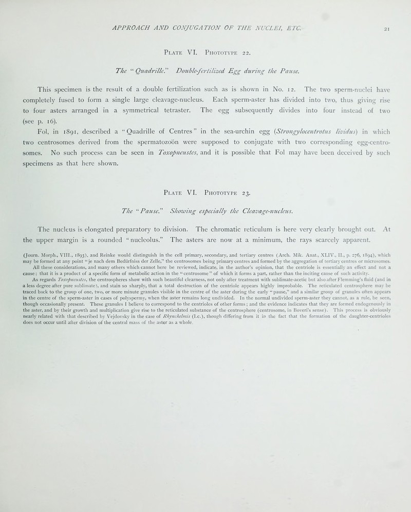 Plate VI. Phototype 22. The “ Quadrille.” Double-fertilized Egg during the Pause. This specimen is the result of a double fertilization such as is shown in No. 12. The two sperm-nuclei have completely fused to form a single large cleavage-nucleus. Each sperm-aster has divided into two, thus giving rise to four asters arranged in a symmetrical tetraster. The egg subsequently divides into four instead of two (see p. 16). Fol, in 1891, described a “Quadrille of Centres” in the sea-urchin egg (Strongylocentrotus lividus) in which two centrosomes derived from the spermatozoon were supposed to conjugate with two corresponding egg-centro- somes. No such process can be seen in Toxopneustcs, and it is possible that Fol may have been deceived by such specimens as that here shown. Plate VI. Phototype 23. The “Pause.” Showing especially the Cleavage-nucleus. The nucleus is elongated preparatory to division. The chromatic reticulum is here very clearly brought out. At the upper margin is a rounded “ nucleolus.” The asters are now at a minimum, the rays scarcely apparent. (Journ. Morph., VIII., 1893), and Reinke would distinguish in the cell primary, secondary, and tertiary centres (Arch. Mik. Anat.. XLIV., II., p. 276, 1894). which may be formed at any point “ je nach dem Bediirfniss der Zelle,” the centrosomes being primary centres and formed by the aggregation of tertiary centres or microsomes. All these considerations, and many others which cannot here be reviewed, indicate, in the author’s opinion, that the centriole is essentially an effect and not a cause; that it is a product of a specific form of metabolic action in the “centrosome” of which it forms a part, rather than the inciting cause of such activity. As regards Toxopuenstes, the centrospheres show with such beautiful clearness, not only after treatment with sublimate-acetic but also after Flemming’s fluid (and in a less degree after pure sublimate), and stain so sharply, that a total destruction of the centriole appears highly improbable. The reticulated centrosphere maybe traced back to the group of one, two, or more minute granules visible in the centre of the aster during the early “ pause,” and a similar group of granules often appears in the centre of the sperm-aster in cases of polyspermy, when the aster remains long undivided. In the normal undivided sperm-aster they cannot, as a rule, be seen, though occasionally present. These granules I believe to correspond to the centrioles of other forms; and the evidence indicates that they are formed endogenously in the aster, and by their growth and multiplication give rise to the reticulated substance of the centrosphere (centrosome, in Boveri’s sense). This process is obviously nearly related with that described by Vejdovsky in the case of Rhynchelmis (l.c.), though differing from it in the fact that the formation of the daughter-centrioles does not occur until after division of the central mass of the aster as a whole.
