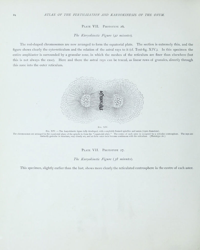 Plate VII. Phototype 26. The Karyokinetic Figure (42 minutes). The rod-shaped chromosomes are now arranged to form the equatorial plate. The section is extremely thin, and the figure shows clearly the cyto-reticulum and the relation of the astral rays to it (cf. Text-fig. XIV.). In this specimen the entire amphiaster is surrounded by a granular zone, in which the meshes of the reticulum are finer than elsewhere (but this is not always the case). Here and there the astral rays can be traced, as linear rows of granules, directly through this zone into the outer reticulum. Fig. xiv. Fig. XIV. —The karyokinetic figure fully developed, with completely formed spindles and asters (1500 diameters). The chromosomes are arranged in the equatorial plane of the spindle to form the “equatorial plate.” The centre of each aster is occupied by a reticular centrosphere. The rays are distinctly granular in structure, very closely set, and at their outer ends become continuous with the reticulum. (Phototype 26.) Plate VII. Phototype 27. The Karyokinetic Figure (j8 minutes). This specimen, slightly earlier than the last, shows more clearly the reticulated centrosphere in the centre of each aster.