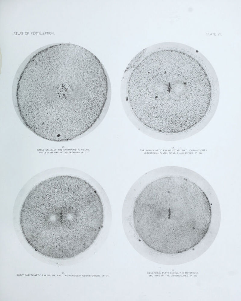 25. EARLY STAGE OF THE KARYOKINETIC FIGURE. NUCLEAR MEMBRANE DISAPPEARING (P. 23). . M. *- . . • . V. v - v -• :■!<•./ 'uv * . r • - 7: ~v£ '*> . “J* ;*’■' i ' 3S I * ' § 26. I THE KARYOKINETIC FIGURE ESTABLISHED. CHROMOSOMES (EQUATORIAL PLATE), SPINDLE AND ASTERS (P. 24). ' 1 v , ■ .i ’ 1 ‘ ; *r> \ 27. * 28 EQUATORIAL PLATE DURING THE METAPHASE.