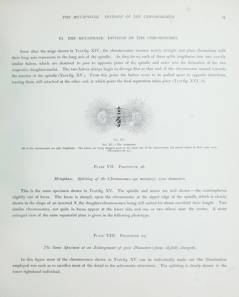 VI. THE METAPHASE. DIVISION OF THE CHROMOSOMES. Soon after the stage shown in Text-fig. XIV., the chromosomes become nearly straight and place themselves with their long axis transverse to the long axis of the spindle. As they do so, each of them splits lengthwise into two exactly similar halves, which are destined to pass to opposite poles of the spindle and enter into the formation of the two respective daughter-nuclei. The two halves always begin to diverge first at that end of the chromosome turned towards the interior of the spindle (Text-fig. XV.). From this point the halves seem to be pulled apart in opposite directions, leaving them still attached at the other end, at which point the final separation takes place (Text-fig. XVI. A). Fig. XV. Fig. XV. — The metaphase. All of the chromosomes are split lengthwise. The halves are being dragged apart at the inner end of the chromosome, but remain united by their outer ends. (Phototypes 28, 29.) Plate VII. Phototype 28. Metaphase. Splitting of the Chromosomes {42 minutes); 1000 diameters. This is the same specimen shown in Text-fig. XV. The spindle and asters are well shown — the centrospheres slightly out of focus. The focus is sharply upon the chromosome at the upper edge of the spindle, which is clearly shown in the shape of an inverted Y, the daughter-chromosomes being still united for about one-third their length. 1 wo similar chromosomes, not quite in focus, appear at the lower side, and one or two others near the centre. A more enlarged view of the same equatorial plate is given in the following phototype. Plate VIII. Phototype 29. The Same Specimen at an Enlargement of jooo Diameters (focus slightly changed). In this figure most of the chromosomes shown in Text-fig. XV. can be individually made out (the illumination employed was such as to sacrifice most of the detail in the achromatic structures). The splitting is clearly shown in the lower right-hand individual.