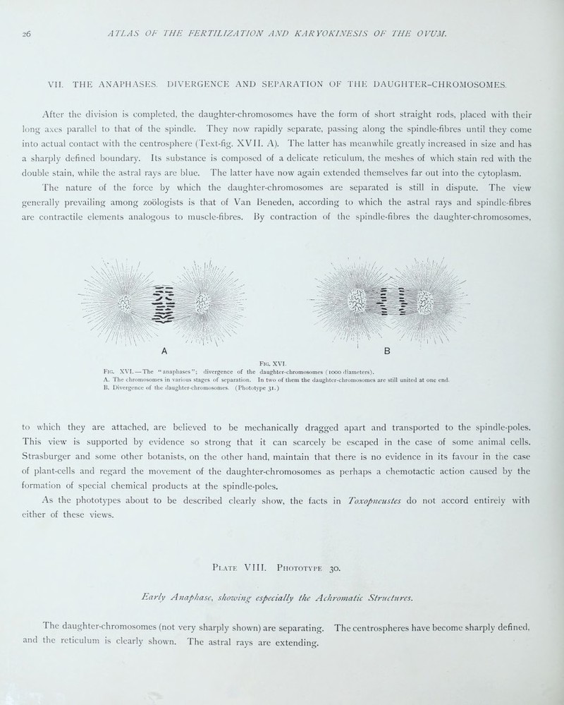 VII. THE ANAPHASES. DIVERGENCE AND SEPARATION OF THE DAUGHTER-CHROMOSOMES. After the division is completed, the daughter-chromosomes have the form of short straight rods, placed with their long axes parallel to that of the spindle. They now rapidly separate, passing along the spindle-fibres until they come into actual contact with the centrosphere (Text-fig. XVII. A). The latter has meanwhile greatly increased in size and has a sharply defined boundary. Its substance is composed of a delicate reticulum, the meshes of which stain red with the double stain, while the astral rays are blue. The latter have now again extended themselves far out into the cytoplasm. The nature of the force by which the daughter-chromosomes are separated is still in dispute. The view generally prevailing among zoologists is that of Van Beneden, according to which the astral rays and spindle-fibres are contractile elements analogous to muscle-fibres. By contraction of the spindle-fibres the daughter-chromosomes, Fig. XVI. Fig. XVI. — The “anaphases”; divergence of the daughter-chromosomes (1000 diameters). A. The chromosomes in various stages of separation. In two of them the daughter-chromosomes are still united at one end. B. Divergence of the daughter-chromosomes. (Phototype 31.) to which they are attached, are believed to be mechanically dragged apart and transported to the spindle-poles. This view is supported by evidence so strong that it can scarcely be escaped in the case of some animal cells. Strasburger and some other botanists, on the other hand, maintain that there is no evidence in its favour in the case of plant-cells and regard the movement of the daughter-chromosomes as perhaps a chemotactic action caused by the formation of special chemical products at the spindle-poles. As the phototypes about to be described clearly show, the facts in Toxopneustes do not accord entirely with either of these views. Plate VIII. Phototype 30. Early Anaphase, shozving especially the Achromatic Structures. The daughter-chromosomes (not very sharply shown) are separating. The centrospheres have become sharply defined, and the reticulum is clearly shown. The astral rays are extending.