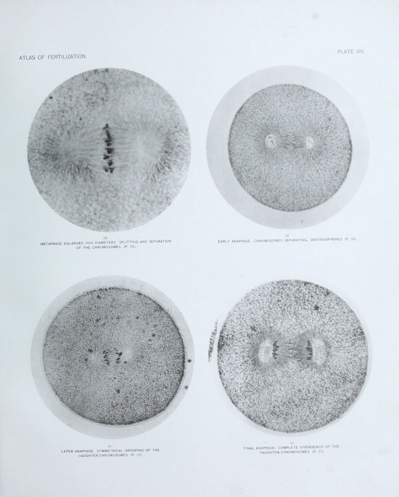 V. 4. ( St-' • ' * ' •' .V 29. METAPHASE ENLARGED 3000 DIAMETERS. SPLITTING AND SEPARATION OF THE CHROMOSOMES (P. 25). 30. EARLY ANAPHASE. CHROMOSOMES SEPARATING. CENTROSPHERES (P. 26i. bbsc*® a gm' K / ; fJ-%- V; . u'!' /-'.-v'Tyel' 31. LATER ANAPHASE. SYMMETRICAL GROUPING OF THE DAUGHTER-CHROMOSOMES (P 27). FINAL ANAPHASE. COMPLETE DIVERGENCE OF THE DAUGHTER-CHROMOSOMES (P. 27).