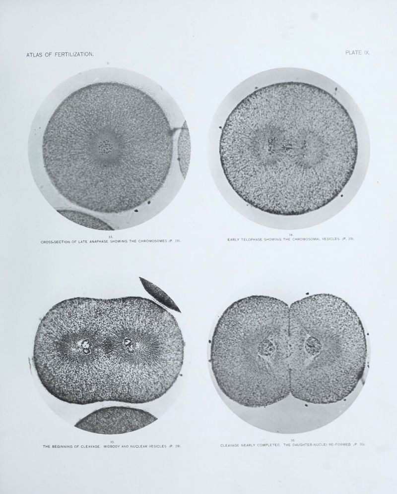 PLATE IX. 33. CROSS-SECTION OF LATE ANAPHASE SHOWING THE CHROMOSOMES <P 28l. 34. EARLY TELOPHASE SHOWING THE CHROMOSOMAL VESICLES (P. 29). 35 THE BEGINNING OF CLEAVAGE. MIDBODY AND NUCLEAR VESICLES (P. 29). 36