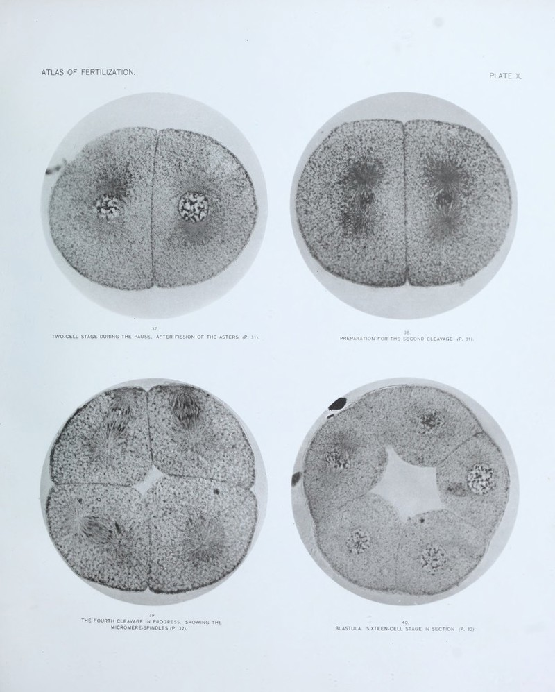 PLATE X. 37. TWO-CELL STAGE DURING THE PAUSE, AFTER FISSION OF THE ASTERS IP. 31) 38. PREPARATION FOR THE SECOND CLEAVAGE (P. 31). 39 THE FOURTH CLEAVAGE IN PROGRESS. SHOWING THE 40.
