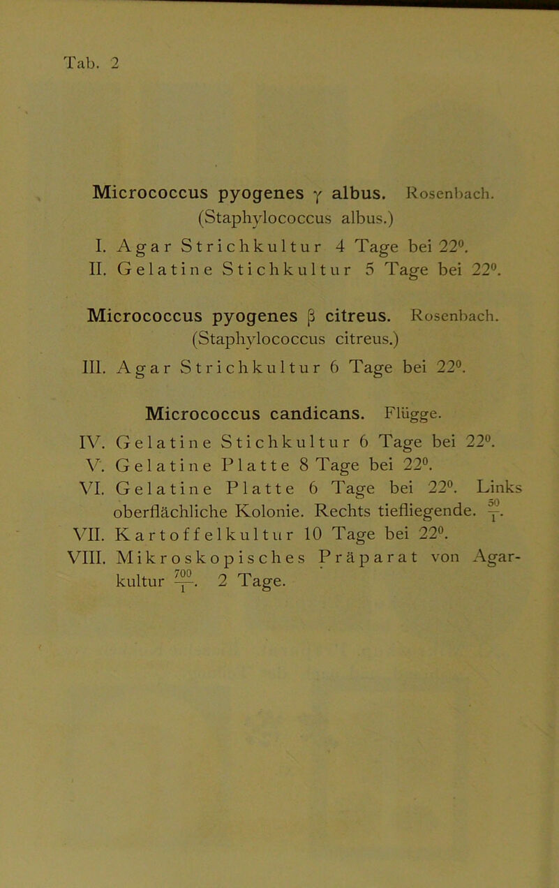 Micrococcus pyogenes y albus. Rosenbach. (Staphylococcus albus.) I. Agar Strichkultur 4 Tage bei 22°. II. Gelatine Stichkultur 5 Tage bei 22°. Micrococcus pyogenes ß citreus. Rosenbach. (Staphylococcus citreus.) III. Agar Strichkultur 6 Tage bei 22°. Micrococcus candicans. Flügge. IV. Gelatine Stichkultur 6 Tage bei 22°. V. Gelatine Platte 8 Tage bei 22°. VI. Gelatine Platte 6 Tage bei 22°. Links oberflächliche Kolonie. Rechts tiefliegende, y. VII. Kartoffelkultur 10 Tage bei 22°. VIII. Mikroskopisches Präparat von Agar- kultur ^. 2 Tage.