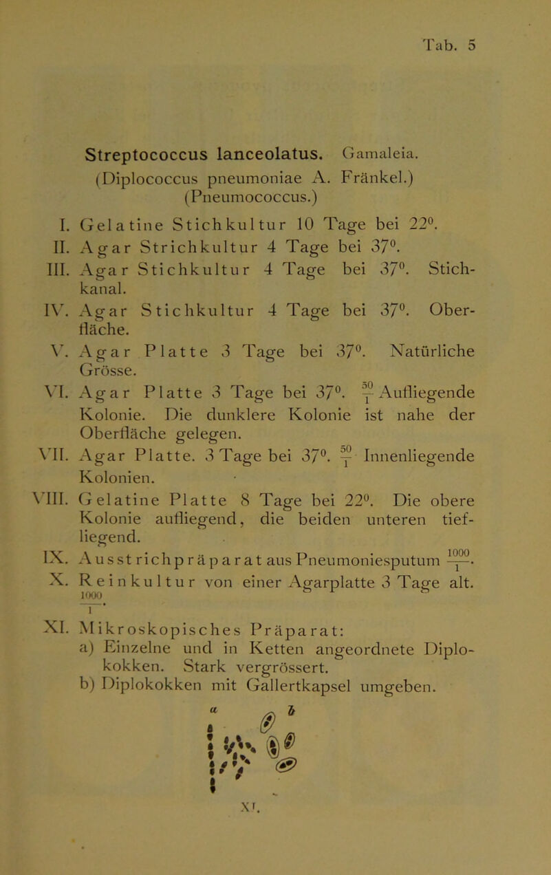 Streptococcus lanceolatus. Gamaleia. (Diplococcus pneumoniae A. Frankel.) (Pneumococcus.) I. Gelatine Stichkultur 10 Tage bei 22°. II. Agar Strichkultur 4 Tage bei 37°. III. Agar Stichkultur 4 Tage bei 37°. Stich- kanal. IV. Agar Stichkultur 4 Tage bei 37°. Ober- fläche. V. Agar Platte 3 Tage bei 37°. Natürliche Grösse. VI. Agar Platte 3 Tage bei 37°. y Aufliegende Kolonie. Die dunklere Kolonie ist nahe der Oberfläche gelegen. VII. Agar Platte. 3 Tage bei 37°. y Innenliegende Kolonien. VIII. Gelatine Platte 8 Tage bei 22°. Die obere Kolonie aufliegend, die beiden unteren tief- liegend. IX. Au sst richp r äp arat aus Pneumoniesputum X. Rei nkultur von einer Agfarplatte 3 Taffe alt. iooo & 1 & i XI. Mikroskopisches Präparat: a) Einzelne und in Ketten angeordnete Diplo- kokken. Stark vergrössert. b) Diplokokken mit Gallertkapsel umgeben. x i.