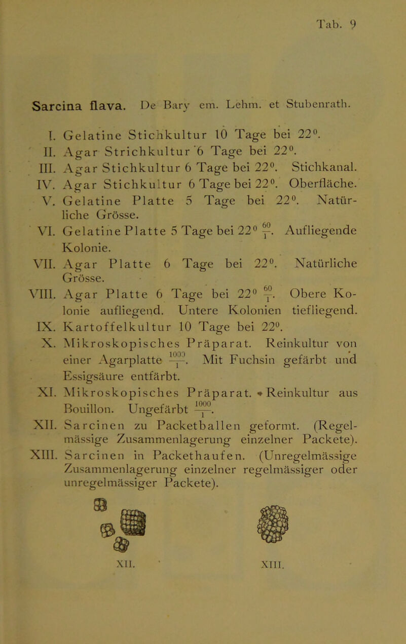 Sarcina flava. De Bary em. Lehm, et Stubenrath. I. Gelatine Stichkultur 10 Tage bei 22°. II. Agar Strichkultur 6 Tage bei 22°. III. Agar Stichkultur 6 Tage bei 22°. Stichkanal. IV. Agar Stichkultur 6 Tage bei 22°. Oberfläche. V. Gelatine Platte 5 Tage bei 22°. Natür- liche Grösse. VI. Gelatine Platte 5 Tage bei 22° y. Aufliegende Kolonie. VII. Agar Platte 6 Tage bei 22°. Natürliche Grösse. VIII. Agar Platte 6 Tage bei 22° y. Obere Ko- lonie aufliegend. Untere Kolonien tiefliegend. IX. Kartoffelkultur 10 Tage bei 22°. X. Mikroskopisches Präparat. Reinkultur von einer Agarplatte Mit Fuchsin gefärbt und Essigsäure entfärbt. XI. Mikroskopisch es Präparat. * Reinkultur aus Bouillon. Ungefärbt XII. Sa reinen zu Packetballen geformt. (Regel- mässige Zusammenlagerung einzelner Packete). XIII. Sarcinen in Packethaufen. (Unregelmässige Zusammenlagerung einzelner regelmässiger oder unregelmässiger Packete).