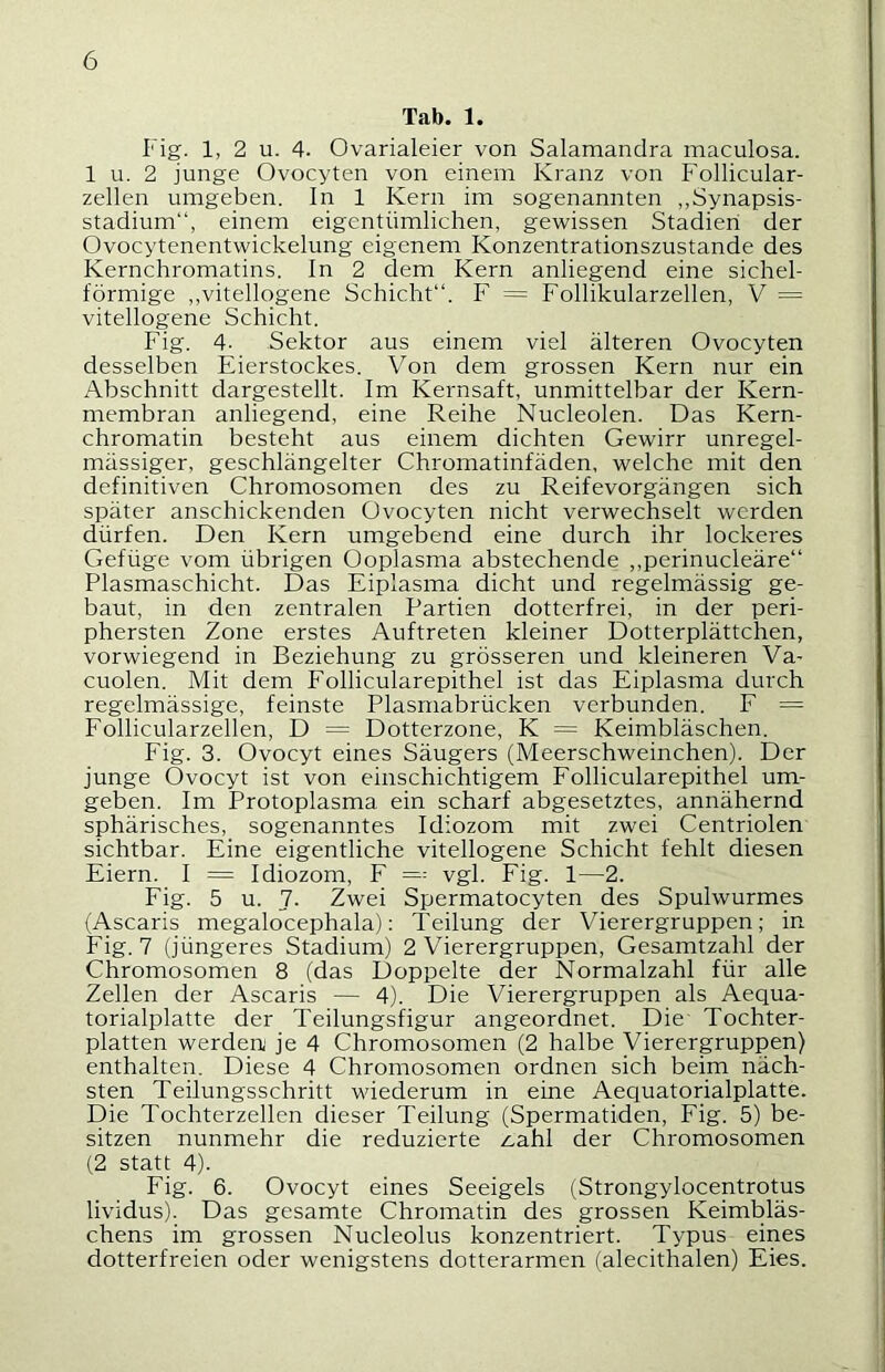 Tab. 1. Fig. 1, 2 u. 4. Ovarialeier von Salamanclra maculosa. 1 u. 2 junge Ovocyten von einem Kranz von Follicular- zellen umgeben, ln 1 Kern im sogenannten „Synapsis- stadium, einem eigentümlichen, gewissen Stadien der Ovocytenentwickelung eigenem Konzentrationszustande des Kernchromatins. ln 2 dem Kern anliegend eine sichel- förmige ,,vitellogene Schicht“. F = Follikularzellen, V = vitellogene Schicht. Fig. 4- Sektor aus einem viel älteren Ovocyten desselben Eierstockes. Von dem grossen Kern nur ein Abschnitt dargestellt. Im Kernsaft, unmittelbar der Kern- membran anliegend, eine Reihe Nucleolen. Das Kern- chromatin besteht aus einem dichten Gewirr unregel- mässiger, geschlängelter Chromatinfäden, welche mit den definitiven Chromosomen des zu Reifevorgängen sich später anschickenden Ovocyten nicht verwechselt werden dürfen. Den Kern umgebend eine durch ihr lockeres Gefüge vom übrigen Ooplasma abstechende ,,perinucleäre“ Plasmaschicht. Das Eiplasma dicht und regelmässig ge- baut, in den zentralen Partien dotterfrei, in der peri- phersten Zone erstes Auftreten kleiner Dotterplättchen, vorwiegend in Beziehung zu grösseren und kleineren Va- cuolen. Mit dem Follicularepithel ist das Eiplasma durch regelmässige, feinste Plasmabrücken verbunden. F = Follicularzellen, D — Dotterzone, K = Keimbläschen. Fig. 3. Ovocyt eines Säugers (Meerschweinchen). Der junge Ovocyt ist von einschichtigem Follicularepithel um- geben. Im Protoplasma ein scharf abgesetztes, annähernd sphärisches, sogenanntes Idiozom mit zwei Centriolen sichtbar. Eine eigentliche vitellogene Schicht fehlt diesen Eiern. I = Idiozom, F == vgl. Fig. 1—2. Fig. 5 u. 7. Zwei Spermatocyten des Spulwurmes (Ascaris megalocephala): Teilung der Vierergruppen; in Fig. 7 (jüngeres Stadium) 2 Vierergruppen, Gesamtzahl der Chromosomen 8 (das Doppelte der Normalzahl für alle Zellen der Ascaris — 4). Die Vierergruppen als Aequa- torialplatte der Teilungsfigur angeordnet. Die Tochter- platten werden,“ je 4 Chromosomen (2 halbe Vierergruppen) enthalten. Diese 4 Chromosomen ordnen sich beim näch- sten Teilungsschritt wiederum in eine Aequatorialplatte. Die Tochterzellen dieser Teilung (Spermatiden, Fig. 5) be- sitzen nunmehr die reduzierte z,ahl der Chromosomen (2 statt 4). Fig. 6. Ovocyt eines Seeigels (Strongylocentrotus lividus). Das gesamte Chromatin des grossen Keimbläs- chens im grossen Nucleolus konzentriert. Typus eines dotterfreien oder wenigstens dotterarmen (alecithalen) Eies.