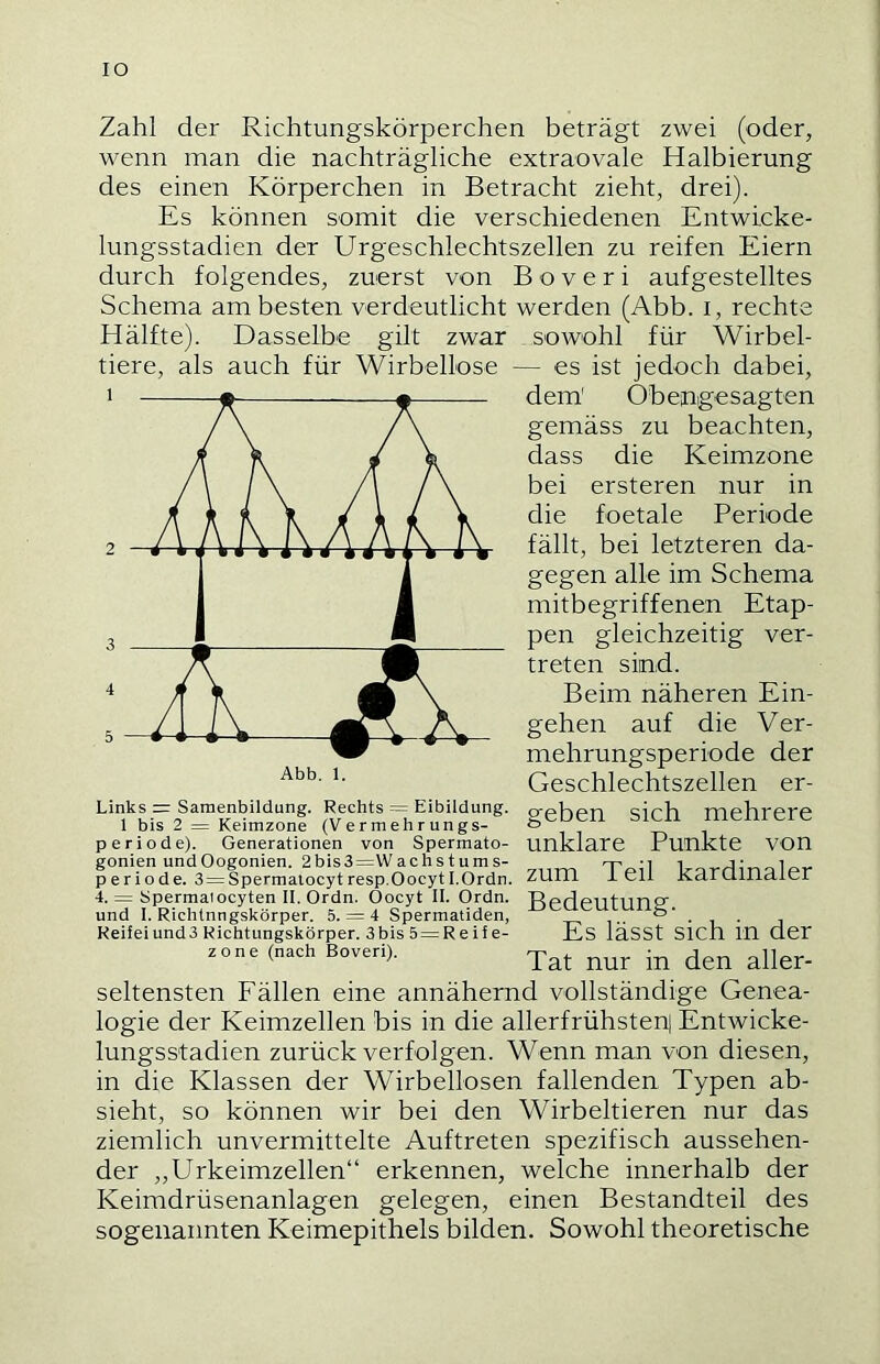 IO Zahl der Richtungskörperchen beträgt zwei (oder, wenn man die nachträgliche extraovale Halbierung des einen Körperchen in Betracht zieht, drei). Es können somit die verschiedenen Entwicke- lungsstadien der Urgeschlechtszellen zu reifen Eiern durch folgendes, zuerst von B o v e r i aufgestelltes Schema am besten verdeutlicht werden (Abb. i, rechte Hälfte). Dasselbe gilt zwar sowohl für Wirbel- tiere, als auch für Wirbellose — es ist jedoch dabei, dem' Obeogesagten gemäss zu beachten, dass die Keimzone bei ersteren nur in die foetale Periode fällt, bei letzteren da- gegen alle im Schema mitbegriffenen Etap- pen gleichzeitig ver- treten sind. Beim näheren Ein- gehen auf die Ver- mehrungsperiode der Geschlechtszellen er- Links =: Saraenbildung. Rechts = Eibildung. 1 bis 2 = Keimzone (Vermehrungs- periode). Generationen von Spermato- gonien undOogonien. 2bis3=Wachstums- Periode. 3 = Spermatocyt resp.Oocyt I.Ordn. 4. = Spermatocyten II. Ordn. Öocyt II. Ordn. und I. Richtnngskörper. 5. = 4 Spermatiden, Reifei und 3 Richtungskörper. 3bis5 = Reife- zone (nach Boveri). geben sich mehrere unklare Punkte von zum Teil kardinaler Bedeutung. Es lässt sich in der Tat nur in den aller- seltensten Fällen eine annähernd vollständige Genea- logie der Keimzellen bis in die allerfrühsten| Entwicke- lungsstadien zurück verfolgen. Wenn man von diesen, in die Klassen der Wirbellosen fallenden Typen ab- sieht, so können wir bei den Wirbeltieren nur das ziemlich unvermittelte Auftreten spezifisch aussehen- der „Urkeimzellen“ erkennen, welche innerhalb der Keimdrüsenanlagen gelegen, einen Bestandteil des sogenannten Keimepithels bilden. Sowohl theoretische