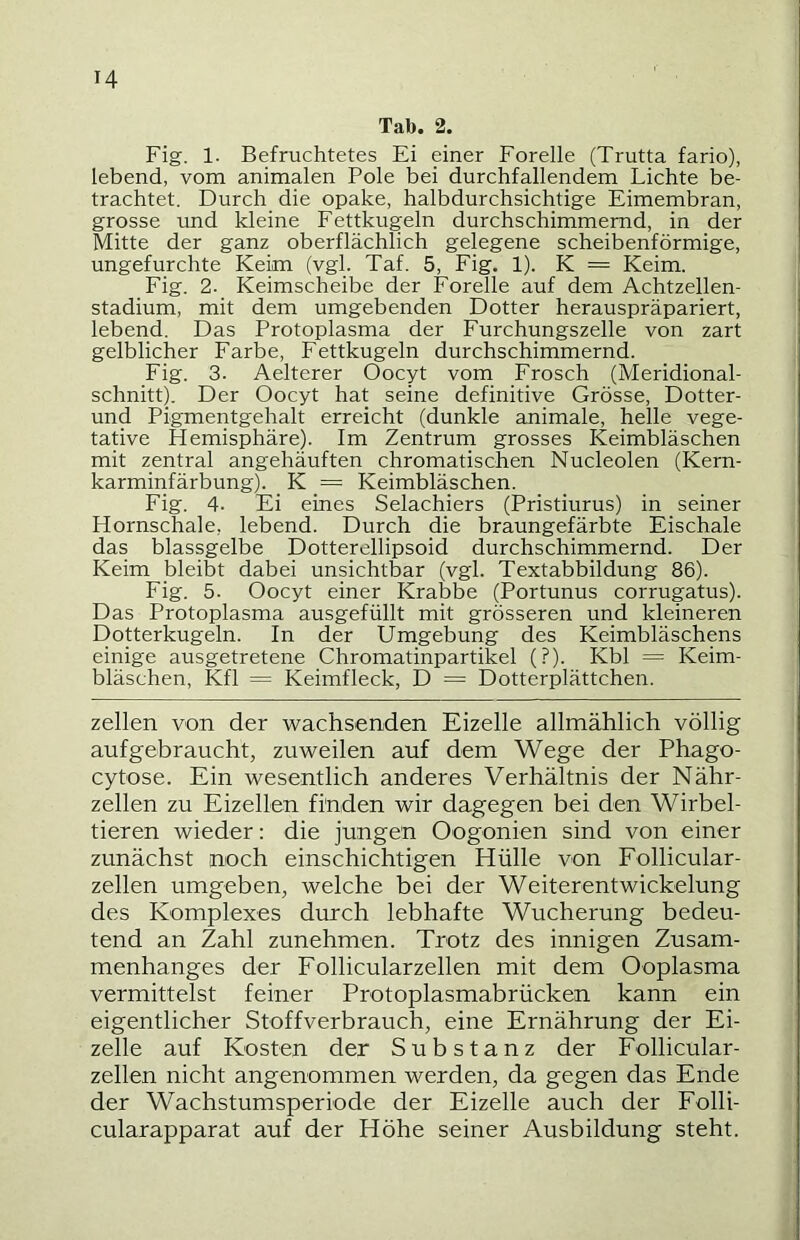 Tab. 2. Fig. 1. Befruchtetes Ei einer Forelle (Trutta fario), lebend, vom animalen Pole bei durchfallendem Lichte be- trachtet. Durch die opake, halbdurchsichtige Eimembran, grosse imd kleine Fettkugeln durchschimmernd, in der Mitte der ganz oberflächlich gelegene scheibenförmige, ungefurchte Keim (vgl. Taf. 5, Fig, 1). K = Keim. Fig. 2. Keimscheibe der Forelle auf dem Achtzellen- stadium, mit dem umgebenden Dotter herauspräpariert, lebend. Das Protoplasma der Furchungszelle von zart gelblicher Farbe, Fettkugeln durchschimmernd. Fig. 3. Aelterer Oocyt vom Frosch (Meridional- schnitt). Der Oocyt hat seine definitive Grösse, Dotter- und Pigmentgehalt erreicht (dunkle animale, helle vege- tative Hemisphäre). Im Zentrum grosses Keimbläschen mit zentral angehäuften chromatischen Nucleolen (Kern- karminfärbung). _ K _= Keimbläschen. Fig. 4- Ei eines Selachiers (Pristiurus) in seiner Hornschale, lebend. Durch die braungefärbte Eischale das blassgelbe Dotterellipsoid durchschimmernd. Der Keim bleibt dabei unsichtbar (vgl. Textabbildung 86). Fig. 5. Oocyt einer Krabbe (Portunus corrugatus). Das Protoplasma ausgefüllt mit grösseren und kleineren Dotterkugeln. In der Umgebung des Keimbläschens einige ausgetretene Chromatinpartikel (?). Kbl = Keim- bläschen, Kfl = Keimfleck, D = Dotterplättchen. zellen von der wachsenden Eizelle allmählich völlig aufgebraucht, zuweilen auf dem Wege der Phago- cytose. Ein wesentlich anderes Verhältnis der Nähr- zellen zu Eizellen finden wir dagegen bei den Wirbel- tieren wieder; die jungen Oogonien sind von einer zunächst noch einschichtigen Hülle von Follicular- zellen umgeben, welche bei der WeiterentWickelung des Komplexes durch lebhafte Wucherung bedeu- tend an Zahl zunehmen. Trotz des innigen Zusam- menhanges der Follicularzellen mit dem Ooplasma vermittelst feiner Protoplasmabrücken kann ein eigentlicher Stoffverbrauch, eine Ernährung der Ei- zelle auf Kosten der Substanz der Follicular- zellen nicht angenommen werden, da gegen das Ende der Wachstumsperiode der Eizelle auch der Folli- cularapparat auf der Höhe seiner Ausbildung steht.