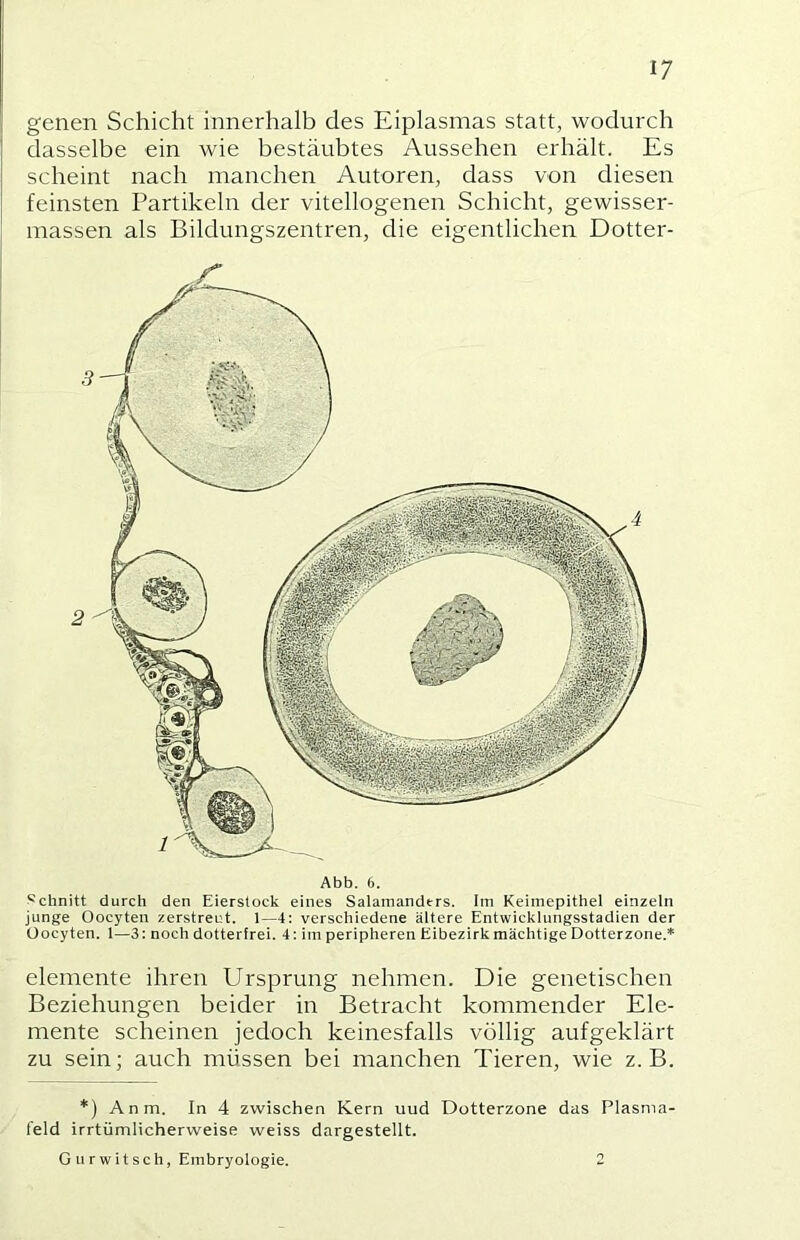 genen Schicht innerhalb des Eiplasmas statt, wodurch dasselbe ein wie bestäubtes Aussehen erhält. Es scheint nach manchen Autoren, dass von diesen feinsten Partikeln der vitellogenen Schicht, gewisser- massen als Bildungszentren, die eigentlichen Dotter- Abb. 6. Schnitt durch den Eierstock eines Salamanders. Im Keimepithel einzeln junge Oocyten zerstreut. 1—4: verschiedene ältere Entwicklungsstadien der Oocyten. 1—3: noch dotterfrei. 4: im peripheren Eibezirk mächtige Dotterzone.* elemente ihren Ursprung nehmen. Die genetischen Beziehungen beider in Betracht kommender Ele- mente scheinen jedoch keinesfalls völlig aufgeklärt zu sein; auch müssen bei manchen Tieren, wie z. B. *) Anm. In 4 zwischen Kern und Dotterzone das Plasma- feld irrtümlicherweise weiss dargestellt. G u rw it sch, Embryologie. 2