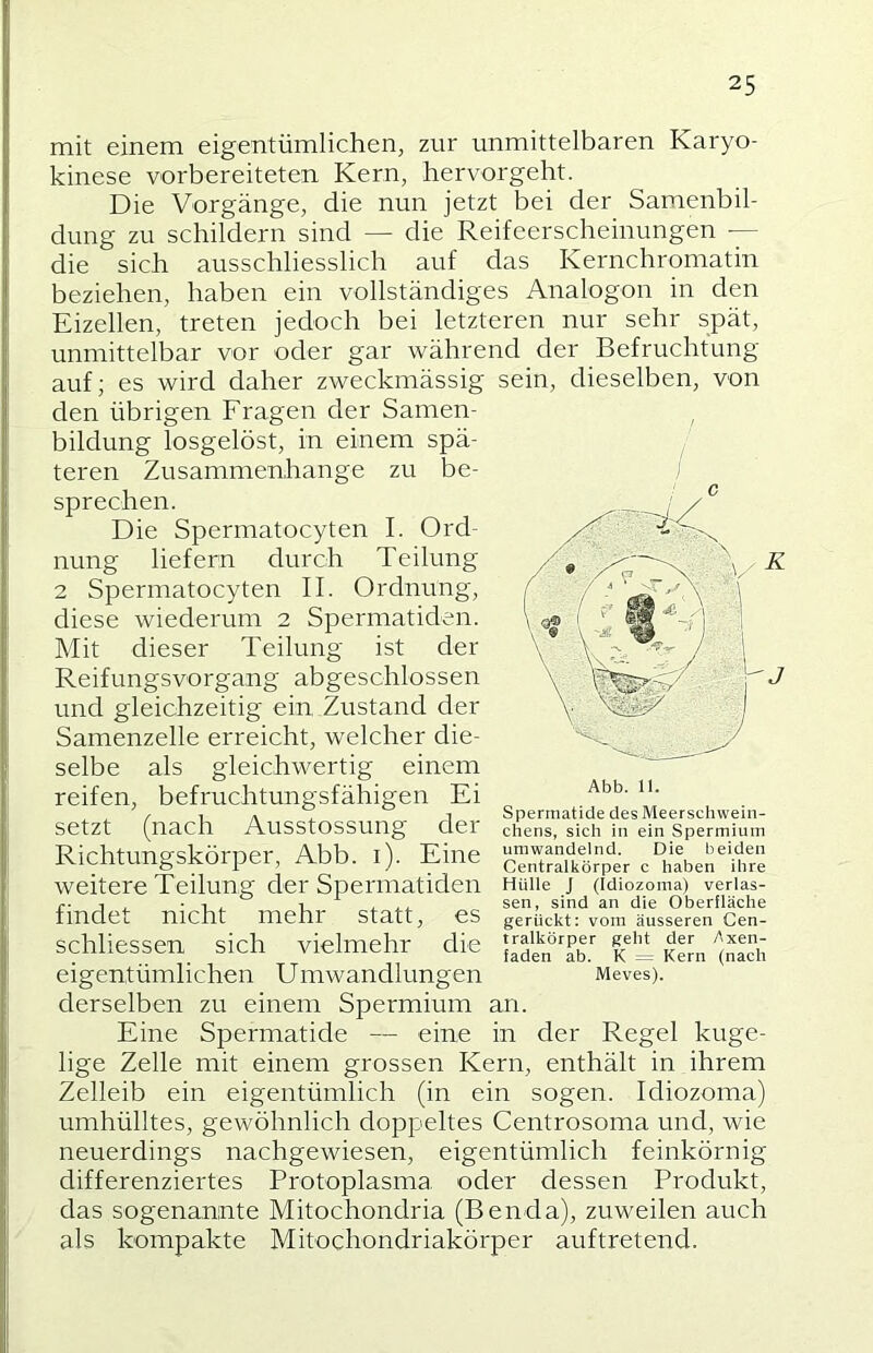 mit einem eigentümlichen, zur unmittelbaren Karyo- kinese vorbereiteten Kern, hervorgeht. Die Vorgänge, die nun jetzt bei der Samenbil- dung zu schildern sind — die Reifeerscheinungen — die sich ausschliesslich auf das Kernchromatin beziehen, haben ein vollständiges Analogon in den Eizellen, treten jedoch bei letzteren nur sehr spät, unmittelbar vor oder gar während der Befruchtung auf; es wird daher zweckmässig sein, dieselben, von den übrigen Fragen der Samen- bildung losgelöst, in einem spä- teren Zusammenhänge zu be- sprechen. Die Spermatocyten I. Ord- nung liefern durch Teilung 2 Spermatocyten II. Ordmtng, diese wiederum 2 Spermatiden. Mit dieser Teilung ist der Reifungsvorgang abgeschlossen und gleichzeitig ein Zustand der Samenzelle erreicht, welcher die- selbe als gleichwertig einem reifen, befruchtungsfähigen Ei *'• setzt (nach Ausstossung der Richtungskörper, Abb. i). Eine weitere Teilung der Spermatiden findet nicht mehr statt, es schliessen sich vielmehr die eigentümlichen Umwandlungen derselben zu einem Spermium an. Eine Spermatide — eine in der Regel kuge- lige Zelle mit einem grossen Kern, enthält in ihrem Zelleib ein eigentümlich (in ein sogen. Idiozoma) umhülltes, gewöhnlich doppeltes Centrosoma und, wie neuerdings nachgewiesen, eigentümlich feinkörnig differenziertes Protoplasma oder dessen Produkt, das sogenannte Mitochondria (Benda), zuweilen auch als kompakte Mitochondriakörper auftretend. K J Sperraatide des Meerschwein- chens, sich in ein Spermium umwandeind. Die beiden Centraikörper c haben ihre Hüiie J (Idiozoma) verlas- sen, sind an die Oberfläche gerückt: vom äusseren Cen- tralkörper geht der Axen- faden ab. K = Kern (nach Meves).