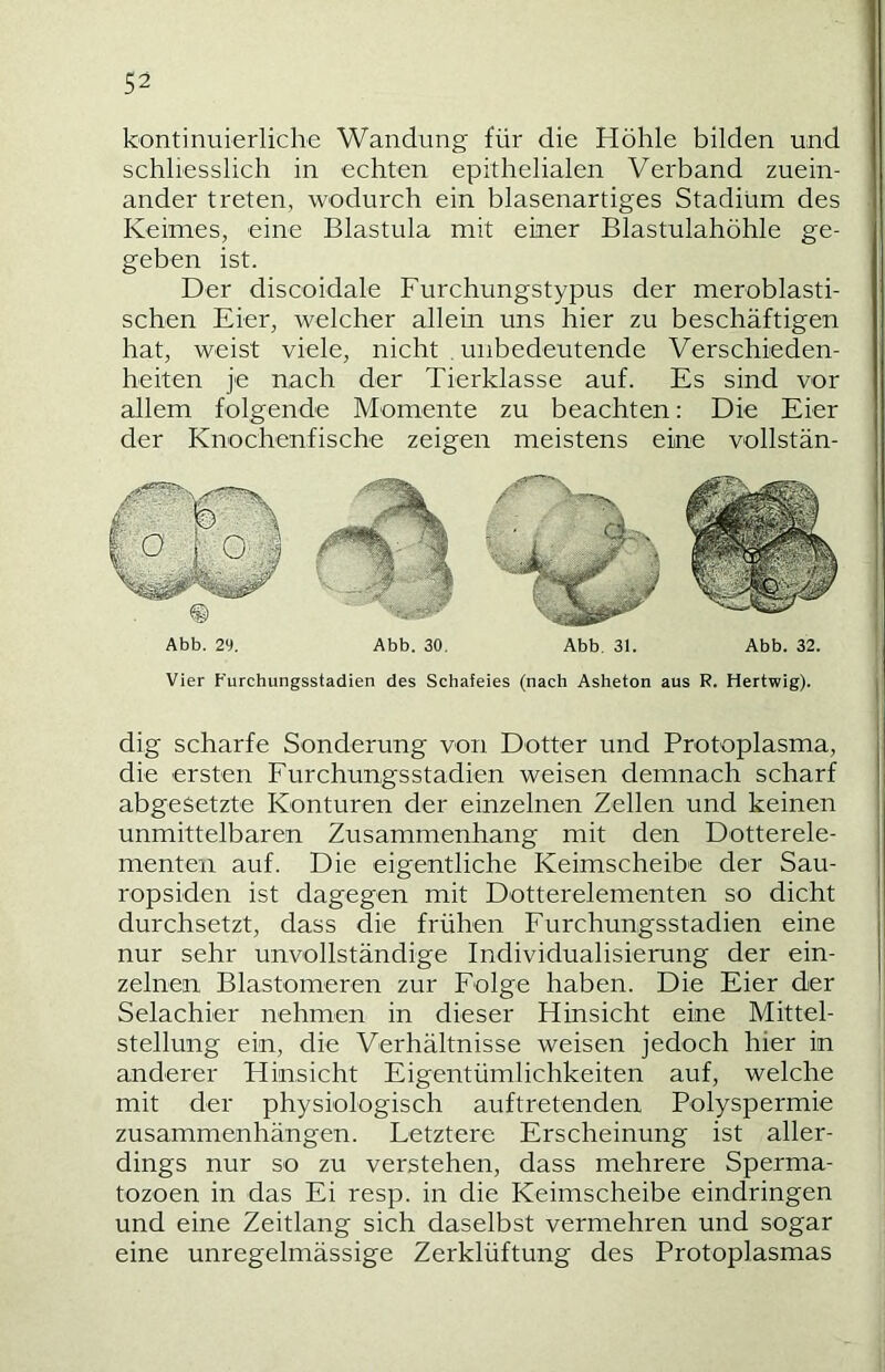 kontinuierliche Wandung für die Höhle bilden und schliesslich in echten epithelialen Verband zuein- ander treten, wodurch ein blasenartiges Stadium des Keimes, eine Blastula mit einer Blastulahöhle ge- geben ist. Der discoidale Furchungstypus der meroblasti- schen Eier, welcher allein uns hier zu beschäftigen hat, weist viele, nicht . unbedeutende Verschieden- heiten je nach der Tierklasse auf. Es sind vor allem folgende Momente zu beachten: Die Eier der Knochenfische zeigen meistens eine vollstän- © Abb. 29. Abb. 30, Abb. 31. Abb. 32. Vier b’urchungsstadien des Schafeies (nach Asheton aus R. Hertwig). dig scharfe Sonderung von Dotter und Protoplasma, die ersten Furchungsstadien weisen demnach scharf abgesetzte Konturen der einzelnen Zellen und keinen unmittelbaren Zusammenhang mit den Dotterele- menten auf. Die eigentliche Keimscheibe der Sau- ropsiden ist dagegen mit Dotterelementen so dicht durchsetzt, dass die frühen Furchungsstadien eine nur sehr unvollständige Individualisierung der ein- zelnen Blastomeren zur Folge haben. Die Eier der Selachier nehmen in dieser Hinsicht eine Mittel- stellung ein, die Verhältnisse weisen jedoch hier in anderer Hinsicht Eigentümlichkeiten auf, welche mit der physiologisch auftretenden Polyspermie Zusammenhängen. Letztere Erscheinung ist aller- dings nur so zu verstehen, dass mehrere Sperma- tozoen in das Ei resp. in die Keimscheibe eindringen und eine Zeitlang sich daselbst vermehren und sogar eine unregelmässige Zerklüftung des Protoplasmas