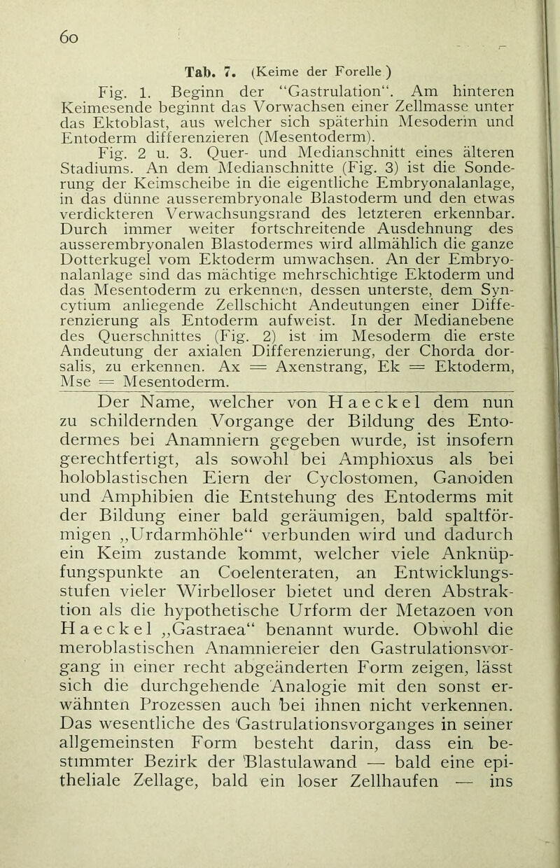 Tab. 7. (Keime der Forelle) Fig. 1. Beginn der “Gastrulation“. Am hinteren Keimesende beginnt das Vorwachsen einer Zellmasse unter das Ektoblast, aus welcher sich späterhin Mesoderin und Entoderm differenzieren (Mesentoderm). Fig. 2 u. 3. Quer- und Medianschnitt eines älteren Stadiums. An dem Medianschnitte (Fig. 3) ist die Sonde- rung der Keimscheibe in die eigentliche Embryonalanlage, in das dünne ausserembryonale Blastoderm und den etwas verdickteren Verwachsungsrand des letzteren erkennbar. Durch immer weiter fortschreitende Ausdehnung des ausserembryonalen Blastodermes wird allmählich die ganze Dotterkugel vom Ektoderm umwachsen. An der Embryo- nalanlage sind das mächtige mehrschichtige Ektoderm und das Mesentoderm zu erkennen, dessen unterste, dem Syn- cytium anliegende Zellschicht Andeutungen einer Diffe- renzierung als Entoderm aufweist. In der Medianebene des Querschnittes (Fig. 2) ist im Mesoderm die erste Andeutung der axialen Differenzierung, der Chorda dor- salis, zu erkennen. Ax = Axenstrang, Ek = Ektoderm, Mse — Mesentoderm. Der Name, welcher von Haeckel dem nun zu schildernden Vorgänge der Bildung des Ento- dermes bei Anamniern gegeben wurde, ist insofern gerechtfertigt, als sowohl bei Amphioxus als bei holoblastischen Eiern der Cyclostomen, Ganoiden und Amphibien die Entstehung des Entoderms mit der Bildung einer bald geräumigen, bald spaltför- migen „Urdarmhöhle“ verbunden wird und dadurch ein Keim zustande kommt, welcher viele Anknüp- fungspunkte an Coelenteraten, an Entwicklungs- stufen vieler Wirbelloser bietet und deren Abstrak- tion als die hypothetische Urform der Metazoen von Haeckel „Gastraea“ benannt wurde. Obwohl die meroblastischen Anamniereier den Gastrulationsvor- gang in einer recht abgeänderten Form zeigen, lässt sich die durchgehende Analogie mit den sonst er- wähnten Prozessen auch bei ihnen nicht verkennen. Das wesentliche des Gastrulationsvorganges in seiner allgemeinsten Form besteht darin, dass ein be- stimmter Bezirk der Blastulawand — bald eine epi- theliale Zellage, bald ein loser Zellhaufen ■— ins