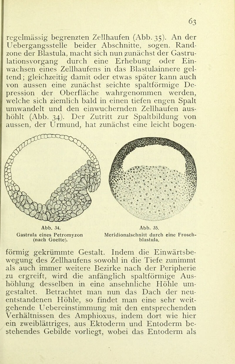 regelmässig begrenzten Zellhaufen (Abb.35). 6er Uebergangsstelle beider Abschnitte, sogen. Rand- zone der Blastula, macht sich nun izunächst der Gastru- lationsvorgang durch eine Erhebung oder Ein- wachsen eines Zellhaufens in das Blastulainnere gel- tend; gleichzeitig damit oder etwas später kann auch von aussen eine zunächst seichte spaltförmige De- pression der Oberfläche wahrgenommen werden, welche sich ziemlich bald in einen tiefen engen Spalt umwandelt und den einwuchernden Zellhaufen aus- höhlt (Abb. 34). Der Zutritt zur Spaltbildung von aussen, der Urmund, hat zunächst eine leicht bogen- förmig gekrümmte Gestalt. Indem die Einwärtsbe- wegung des Zellhaufens sowohl in die Tiefe zunimmt als auch immer weitere Bezirke nach der Peripherie zu ergreift, wird die anfänglich spaltförmige Aus- höhlung desselben in eine ansehnliche Höhle um- gestaltet. Betrachtet man nun das Dach der neu- entstandenen Höhle, so findet man eine sehr weit- gehende Uebereinstimmung mit den entsprechenden Verhältnissen des Amphioxus, indem dort wie hier ein zweiblättriges, aus Ektoderm und Entoderm be- stehendes Gebilde vorliegt, wobei das Entoderm als Abb. 34. Gastrula eines Petromyzon (nach Goette). Abb. 35. Meridionalschnitt durch eine Frosch- blastula.