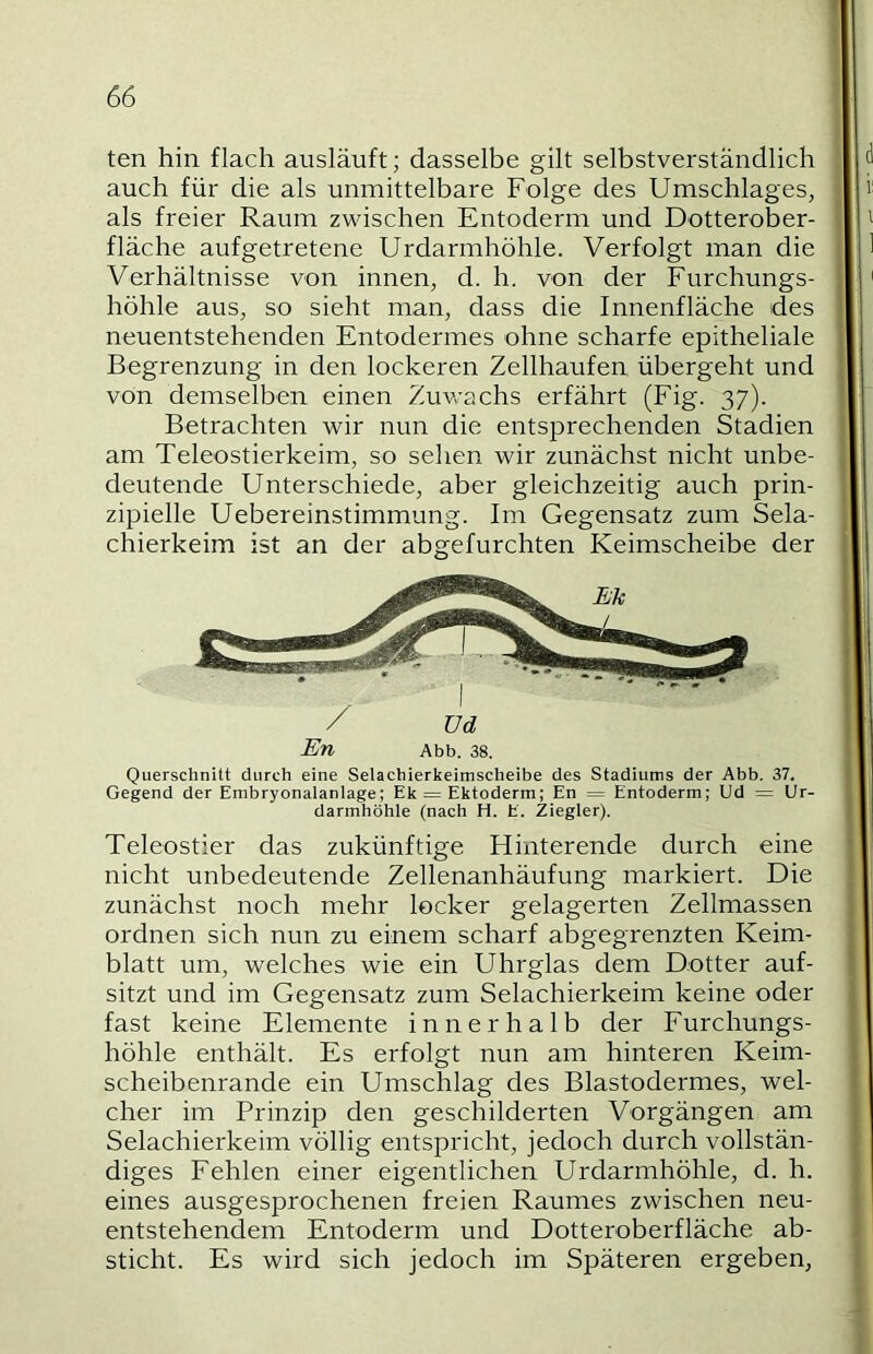 ten hin flach ausläuft; dasselbe gilt selbstverständlich auch für die als unmittelbare Folge des Umschlages, als freier Raum zwischen Entoderm und Dotterober- fläche aufgetretene Urdarmhöhle. Verfolgt man die Verhältnisse von innen, d. h. von der Furchungs- höhle aus, so sieht man, dass die Innenfläche des neuentstehenden Entodermes ohne scharfe epitheliale Begrenzung in den lockeren Zellhaufen übergeht und von demselben einen Zuwachs erfährt (Fig. 37). Betrachten wir nun die entsprechenden Stadien am Teleostierkeim, so sehen wir zunächst nicht unbe- deutende Unterschiede, aber gleichzeitig auch prin- zipielle Uebereinstimmung. Im Gegensatz zum Sela- chierkeim ist an der abgefurchten Keimscheibe der En Abb. 38. Querschnitt durch eine Selachierkeimscheibe des Stadiums der Abb. 37. Gegend der Embryonalanlage; Ek = Ektoderm; En = Entoderm; Ud = Ur- darmhöhle (nach H. E. Ziegler). Teleostier das zukünftige Hinterende durch eine nicht unbedeutende Zellenanhäufung markiert. Die zunächst noch mehr locker gelagerten Zellmassen ordnen sich nun zu einem scharf abgegrenzten Keim- blatt um, welches wie ein Uhrglas dem Dotter auf- sitzt und im Gegensatz zum Selachierkeim keine oder fast keine Elemente innerhalb der Furchungs- höhle enthält. Es erfolgt nun am hinteren Keim- scheibenrande ein Umschlag des Blastodermes, wel- cher im Prinzip den geschilderten Vorgängen am Selachierkeim völlig entspricht, jedoch durch vollstän- diges Fehlen einer eigentlichen Urdarmhöhle, d. h. eines ausgesprochenen freien Raumes zwischen neu- entstehendem Entoderm und Dotteroberfläche ab- sticht. Es wird sich jedoch im Späteren ergeben.