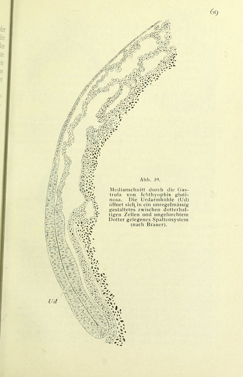 6g Abb. 3'). Medianschnitt durcli die Gas- trula von Ichthyopbis gluti- nosa. Die Urdannhöhle (Ud) öffnet sict\ in ein unregelmässig gestaltetes zwischen dotterlial- tigen Zellen und ungefurchtem Dotter gelegenes Spaltensystem (nach Brauer).