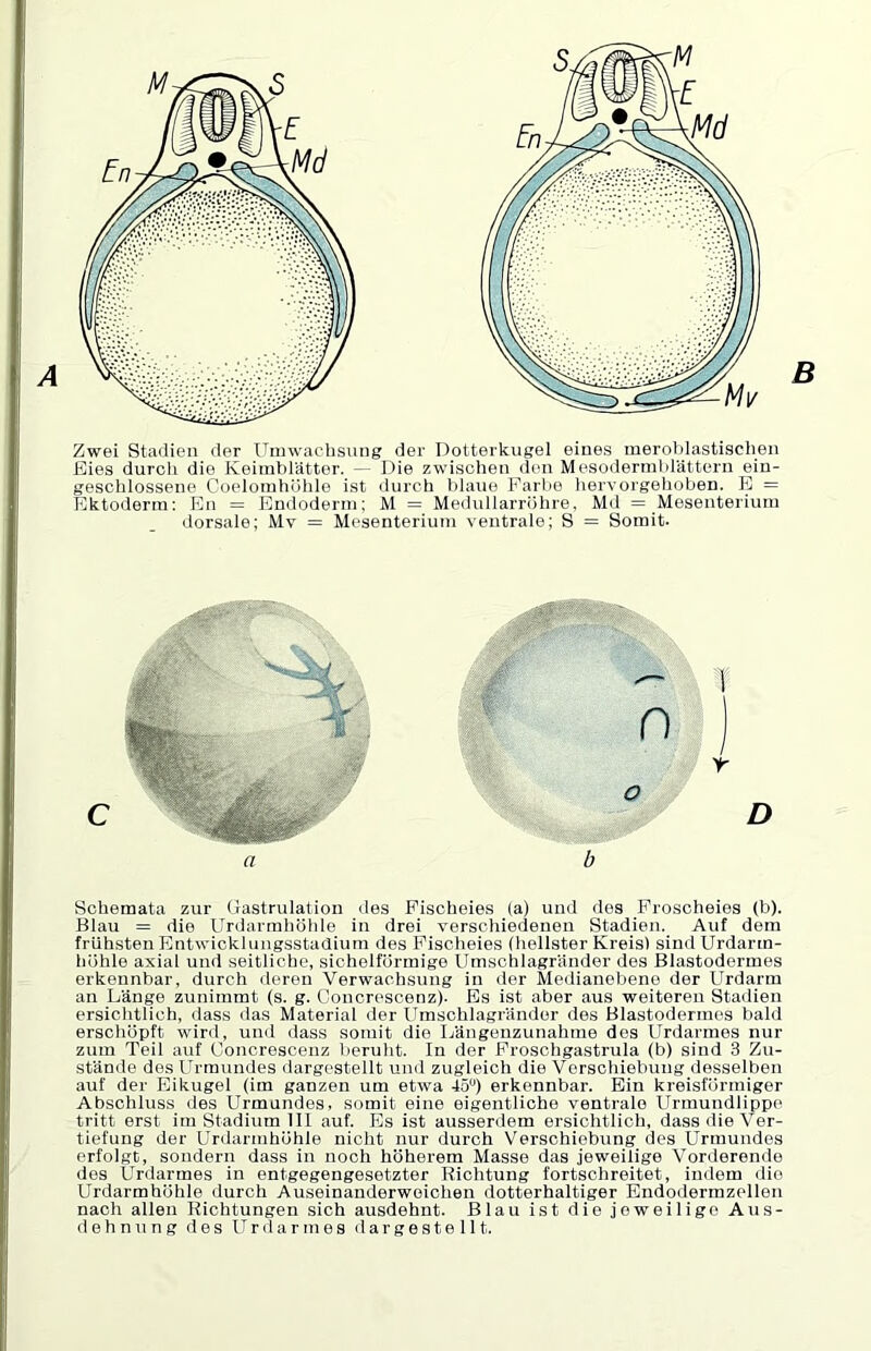 Zwei Sta<lien der Umwachsiing der Dotterkugel eines meroblastischen Eies durch die Keimblätter. — Die zwischen den Mesodermbrättern ein- geschlossene Coelomhöhle ist durch blaue Parlie hervorgehoben. B = Ektoderm; En = Endoderm; M = Medullarröhre. Md = Mesenterium dorsale; Mv = Mesenterium ventrale; S = Somit. Schemata zur (jastrulation des Pischeies (a) und des Proscheies (b). Blau = die Urdarmhöhle in drei verschiedenen Stadien. Auf dem frühsten Bntwioklungsstadium des Pischeies (hellster Kreis) sind Urdarm- höhle axial und seitliche, sichelförmige Umschlagränder des Blastodermes erkennbar, durch deren Verwachsung in der Medianebeno der Urdarm an Länge zunimmt (s. g. Coucrescenz). Es ist aber aus weiteren Stadien ersichtlich, dass das Material der Umschlagränder des Blastodermes bald erschöpft wird, und dass somit die Längenzunahme des Urdarmes nur zum Teil auf Uoncrescenz beruht. In der Proschgastrula (b) sind 3 Zu- stände des LTrmundes dargestellt und zugleich die Verschiebung desselben auf der Eikugel (im ganzen um etwa 45“) erkennbar. Bin kreisförmiger Abschluss des Urmundes, somit eine eigentliche ventrale Urmundlippe tritt erst im Stadium III auf. Es ist ausserdem ersichtlich, dass die Ver- tiefung der Ur<larmhöhle nicht nur durch Verschiebung des Urmundes erfolgt, sondern dass in noch höherem Masse das jeweilige Vorderende des Urdarmes in entgegengesetzter Richtung fortsohreitet, indem die Urdarmhöhle durch Auseinanderwoichen dotterhaltiger Endoderrazellen nach allen Richtungen sich ausdehnt. Blau ist die jeweilige Aus- dehnung des Urdarmes d a r g e s t e 111.