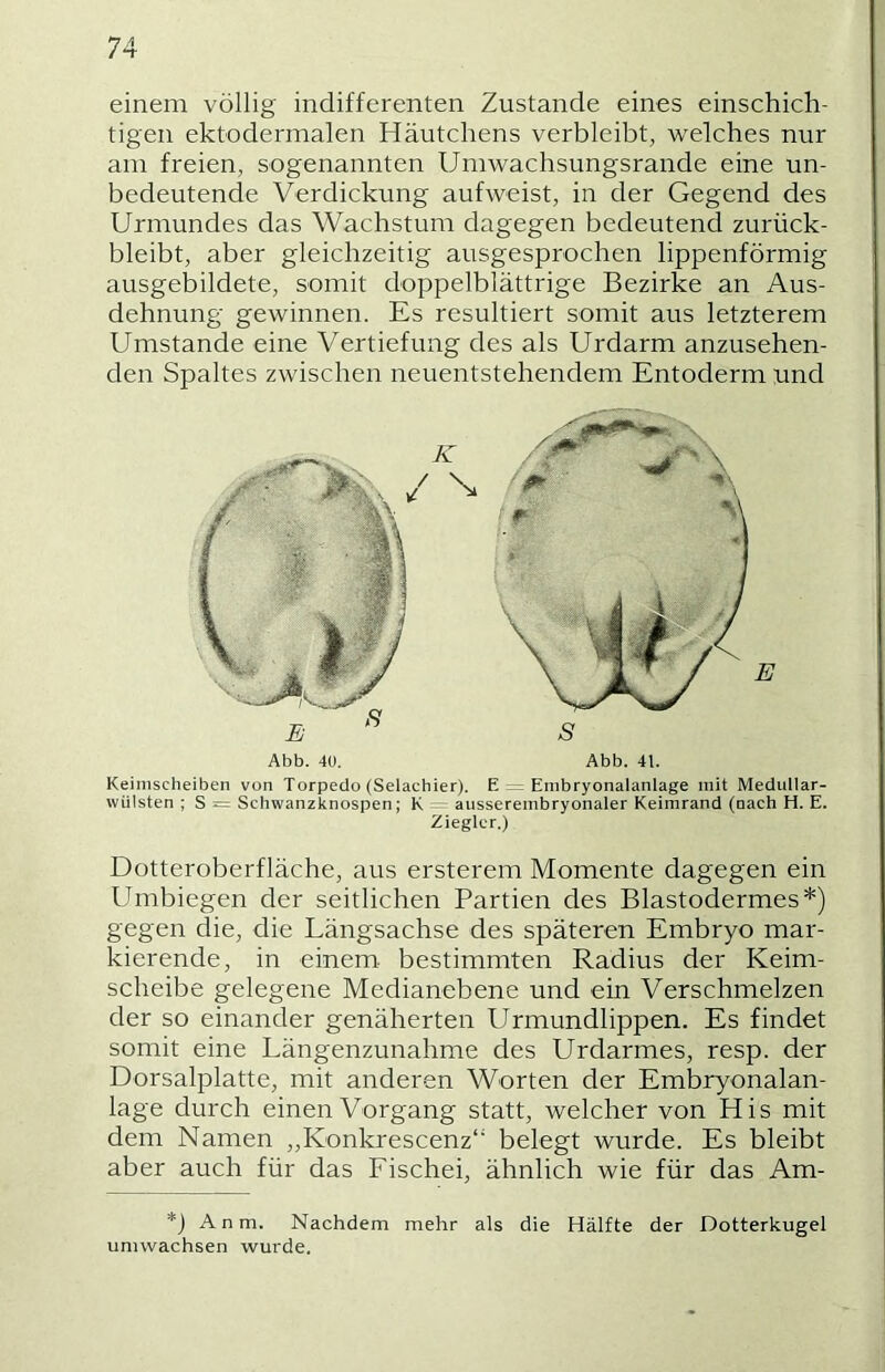 einem völlig indifferenten Zustande eines einschich- tigen ektodermalen Häutchens verbleibt, welches nur am freien, sogenannten Umwachsungsrande eine un- bedeutende Verdickung aufweist, in der Gegend des Urmundes das Wachstum dagegen bedeutend zurück- bleibt, aber gleichzeitig ausgesprochen lippenförmig ausgebildete, somit doppelblättrige Bezirke an Aus- dehnung gewinnen. Es resultiert somit aus letzterem Umstande eine Vertiefung des als Urdarm anzusehen- den Spaltes zwischen neuentstehendem Entoderm und Abb. 4ü. Abb. 41. Keinischeiben von Torpedo (Selachier). E — Embryonalanlage mit Medullar- wülsten ; S = Schwanzknospen; K ~ aussereinbryonaler Keimrand (nach H. E. Ziegler.) Dotteroberfläche, aus ersterem Momente dagegen ein Umbiegen der seitlichen Partien des Blastodermes*) gegen die, die Längsachse des späteren Embryo mar- kierende, in einem- bestimmten Radius der Keim- scheibe gelegene Medianebene und ein Verschmelzen der so einander genäherten Urmundlippen. Es findet somit eine Längenzunahme des Urdarmes, resp. der Dorsalplatte, mit anderen Worten der Embryonalan- lage durch einen Vorgang statt, welcher von His mit dem Namen „Konkrescenz“ belegt wurde. Es bleibt aber auch für das Fischei, ähnlich wie für das Am- *j Anm. Nachdem mehr als die Hälfte der Dotterkugel umwachsen wurde.